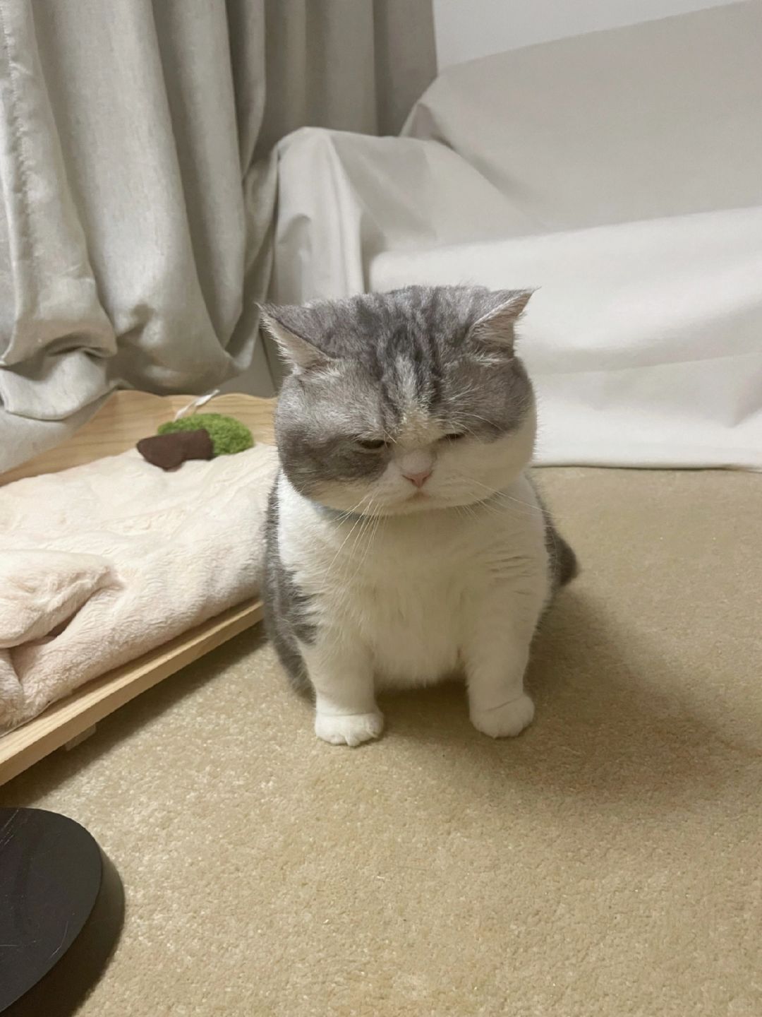 面相委屈挂的猫咪智商不太好