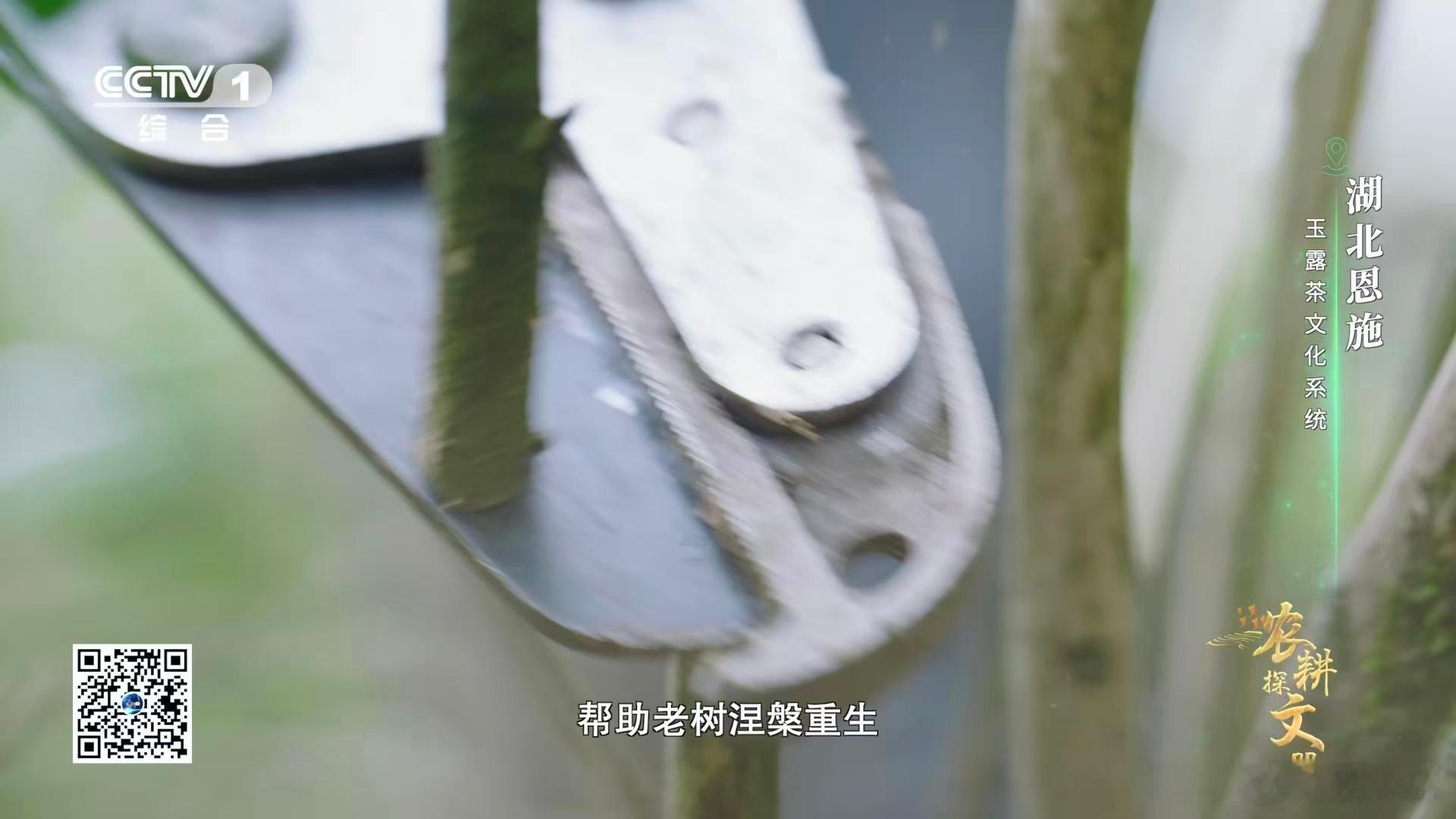 茶树也有自己的Tony老师原来茶树修剪还有这么多门道！茶农凭借丰富的经验呵护茶树