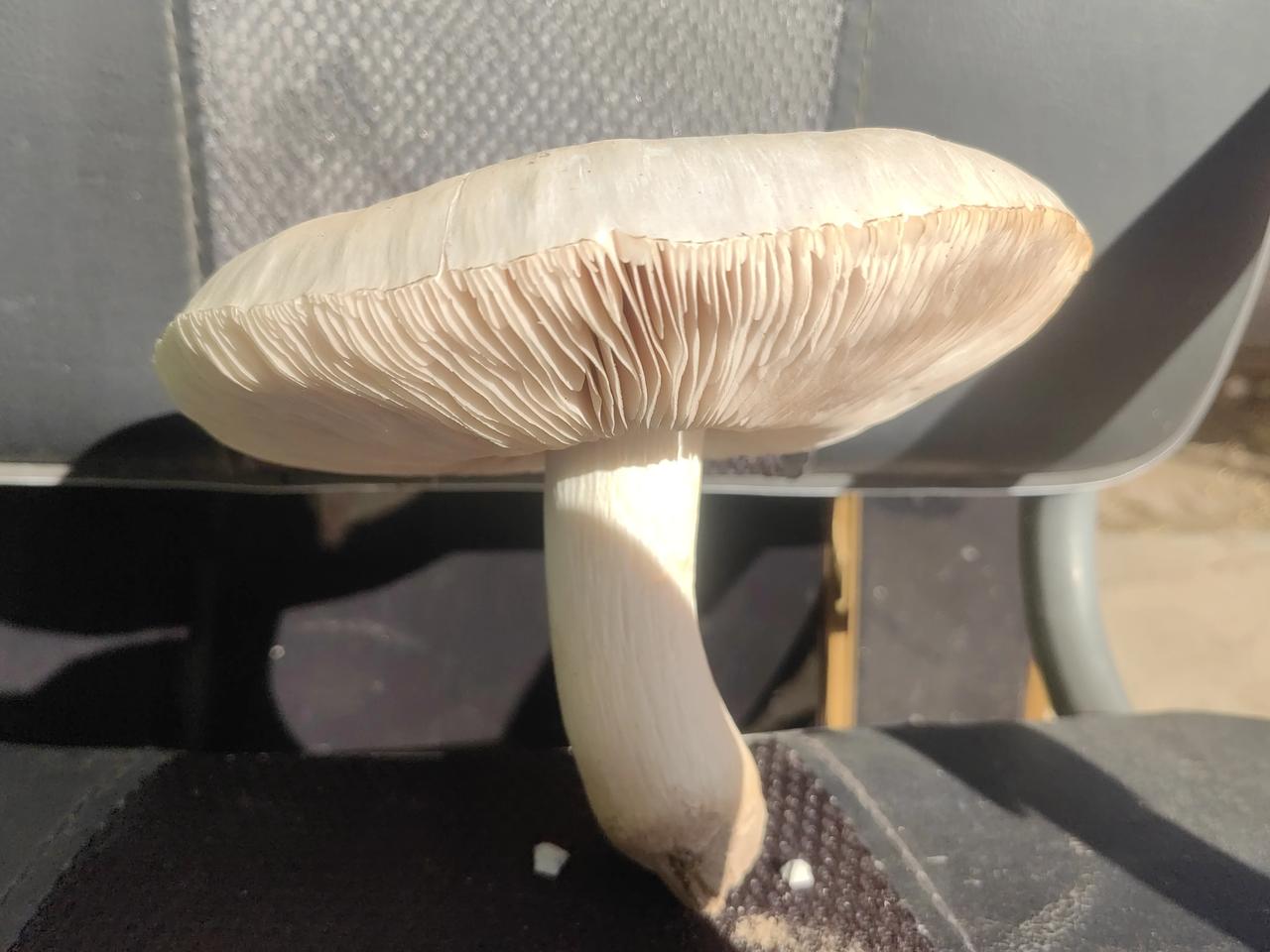 今天上午去赶集，老伴在房根下发现了一个超大的蘑菇，就拔了下来，伞盖直径足有20公