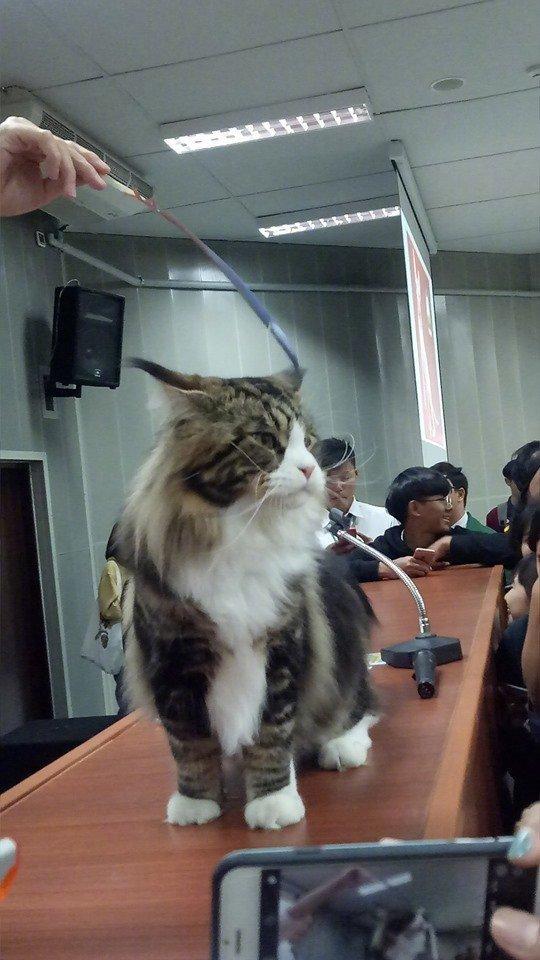教室里来了一只猫咪以后...