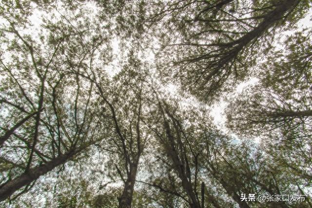 森林火灾知识知多少？