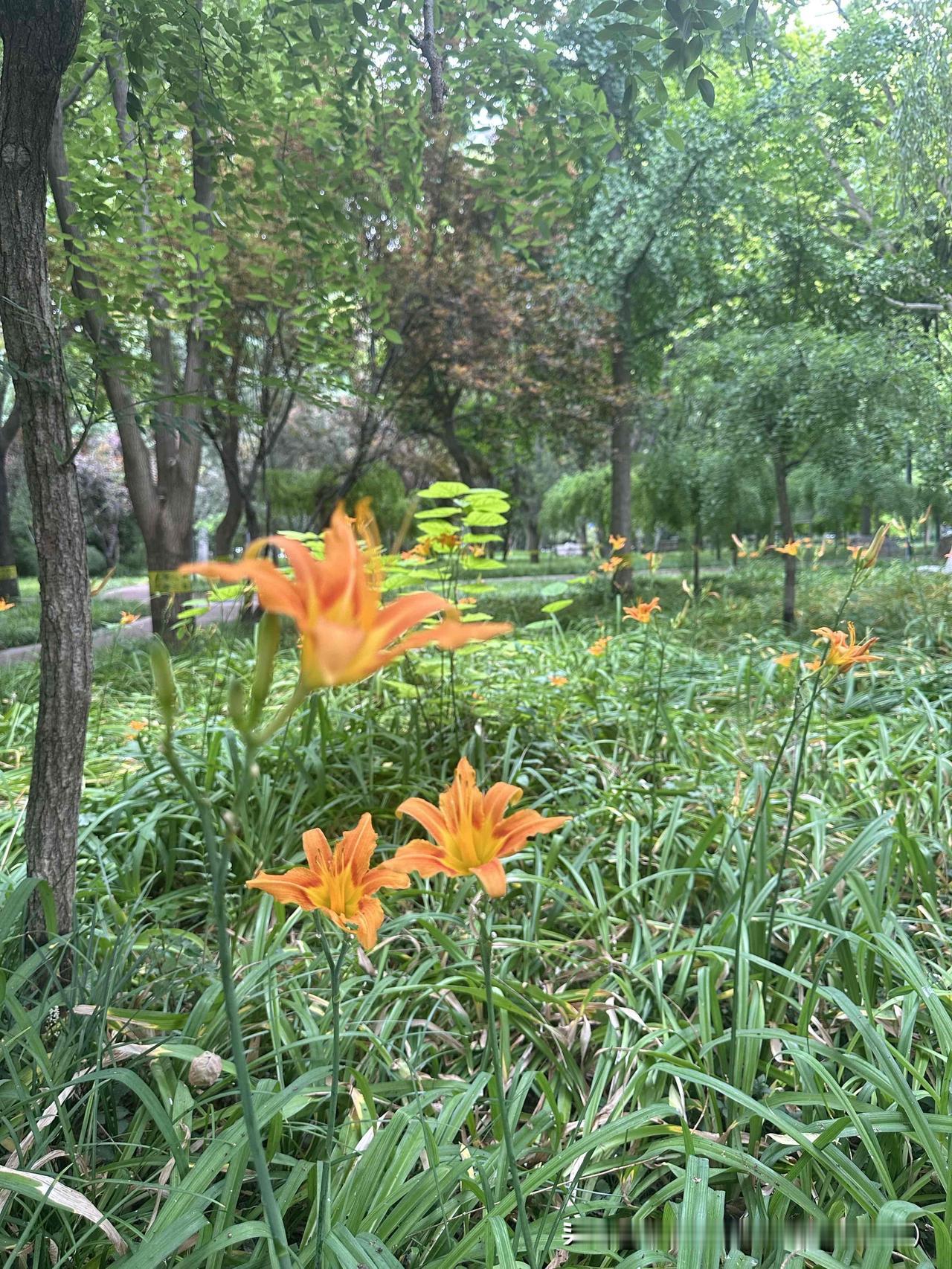 这个夏天简直美炸了！一出门，到处都是争奇斗艳的鲜花。小区里，五颜六色的月季肆意绽