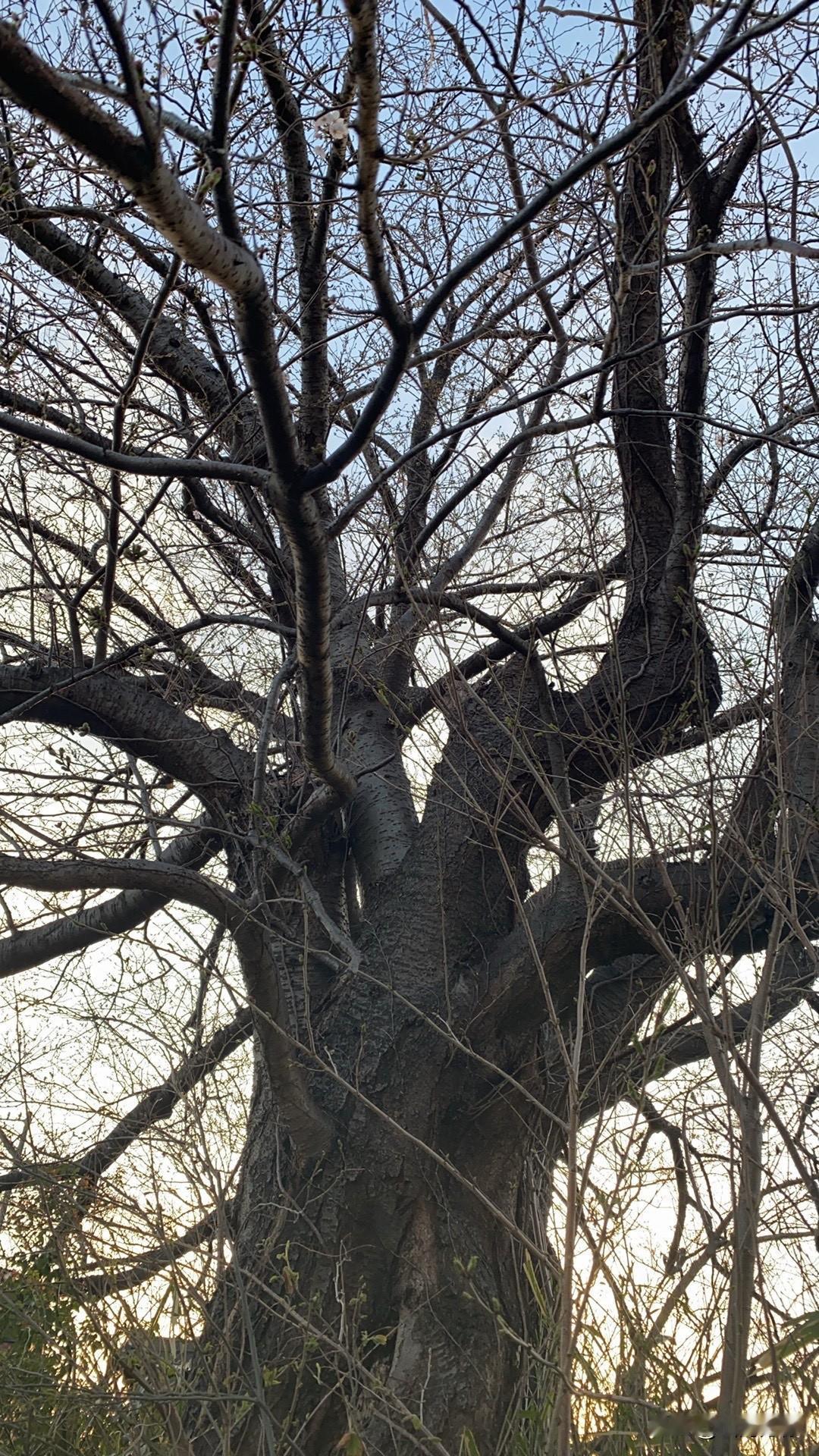 花朵有的是，就是估计大家不喜欢！
原因在于某地樱花让大家烦躁。
应该不想看，也不