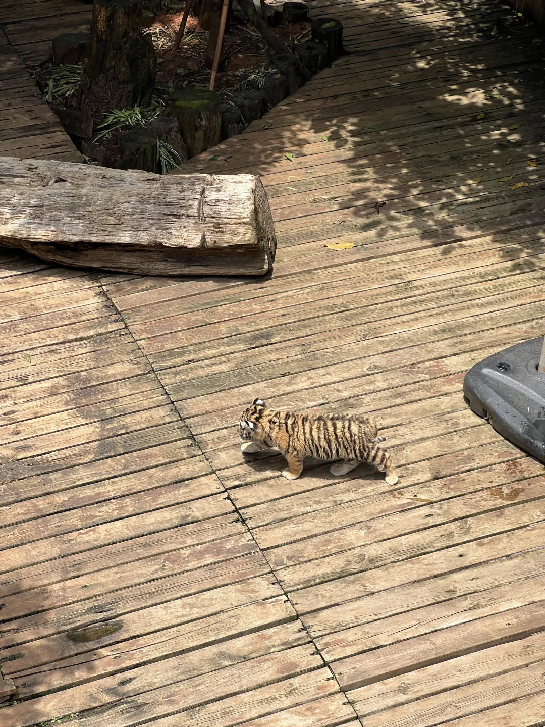 野生动物园为什么不禁烟😅