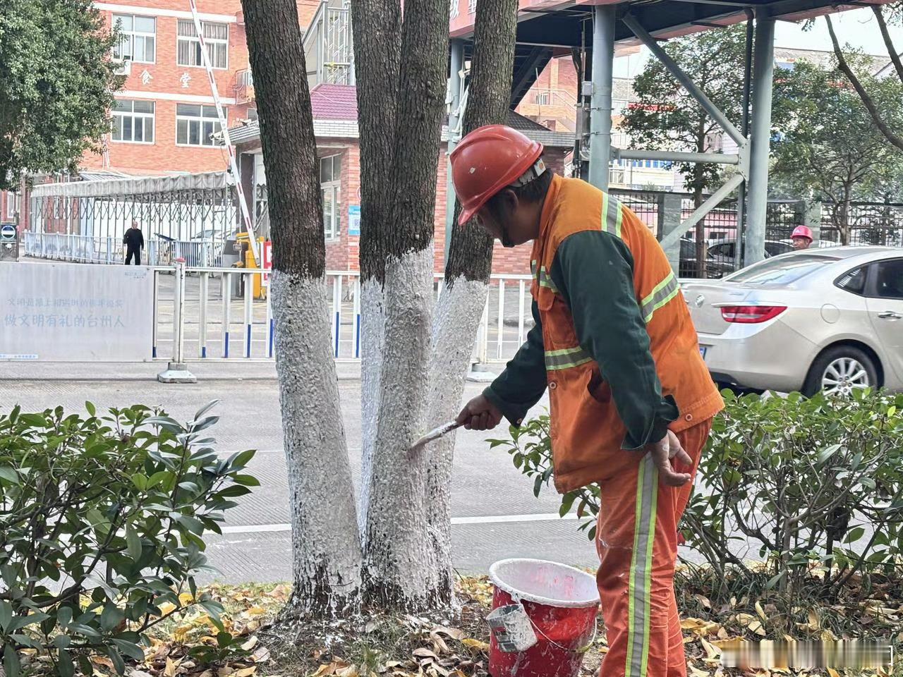 台州黄岩万株行道树换上冬季限定白色皮肤黄岩街头的行道树开启“冬日防护模式”。 万