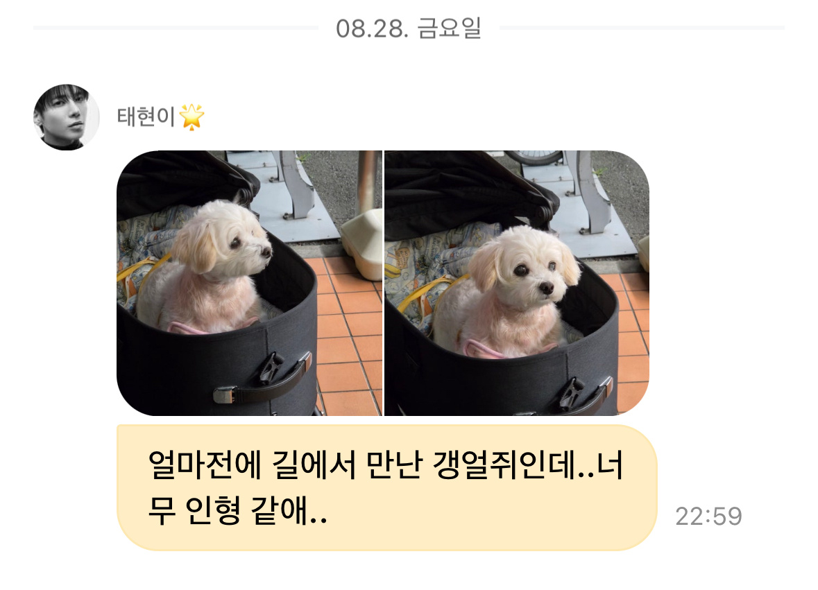 用的是小狗勾这个称呼  🐱：是不久前在路上遇到的小狗勾..太像玩偶了..260