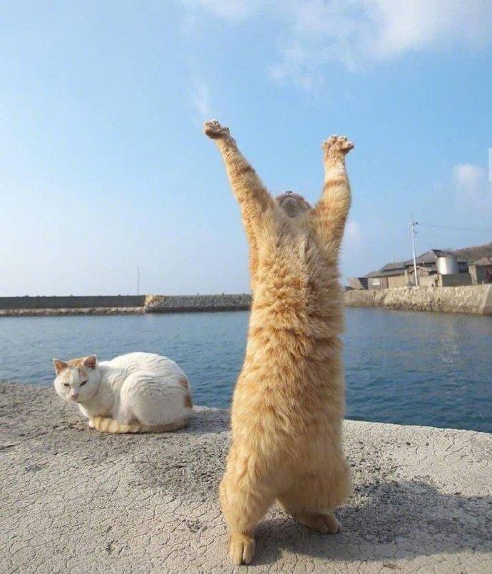 橘色猫：这他妈什么猫间疾苦
白猫：神经病... 