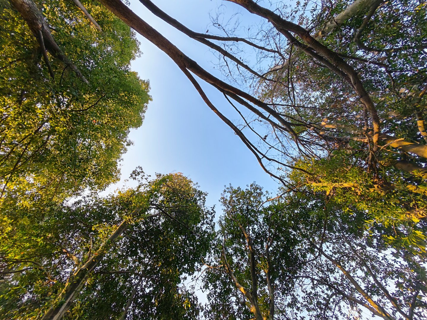 今天气温降了，早上骑车好冷！每天早起打卡