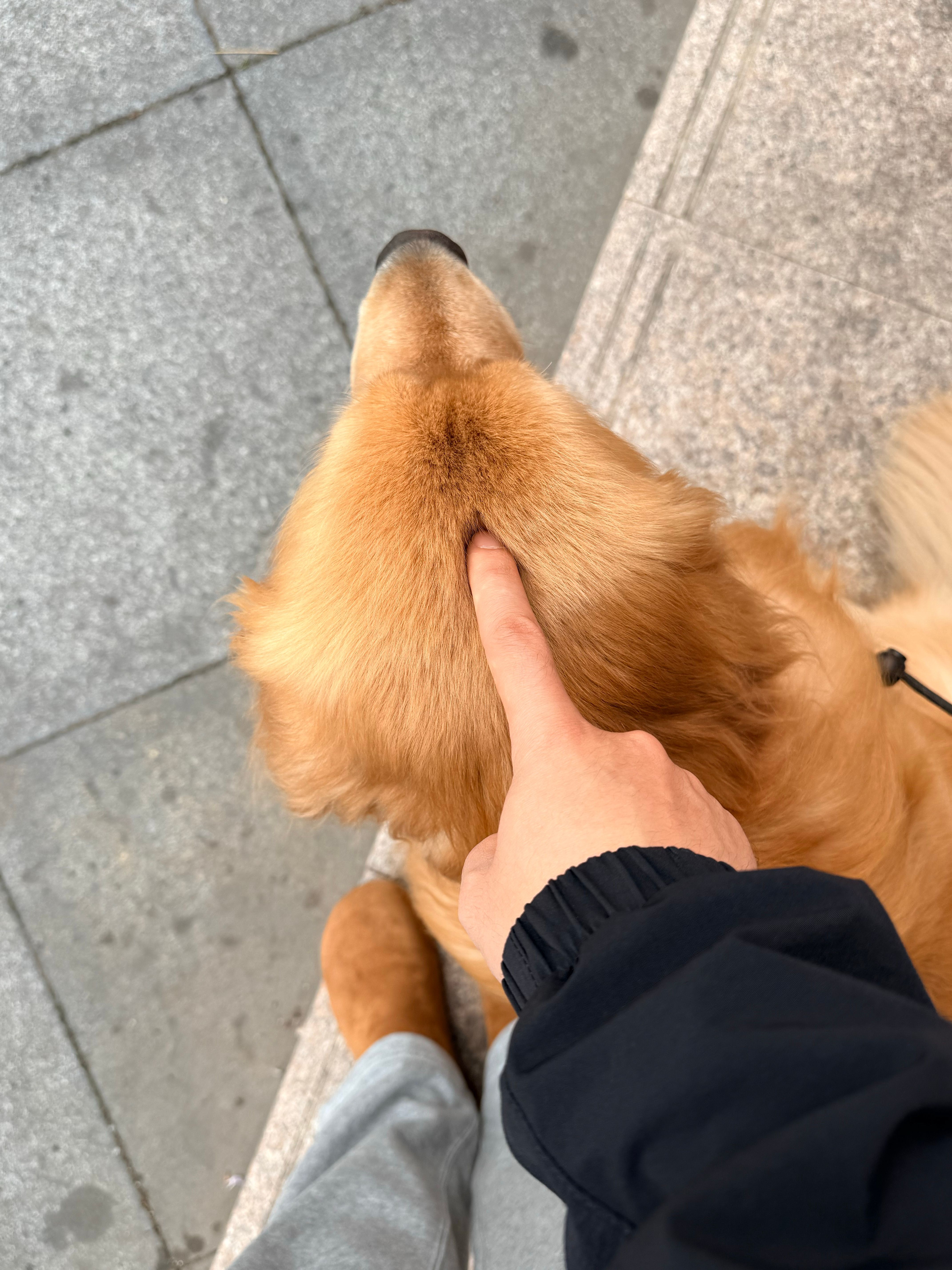 下雨🌧️你怎么还在外面呢哈哈哈，一叫名字就来腿边求贴贴然后手就被舔的一股小狗味