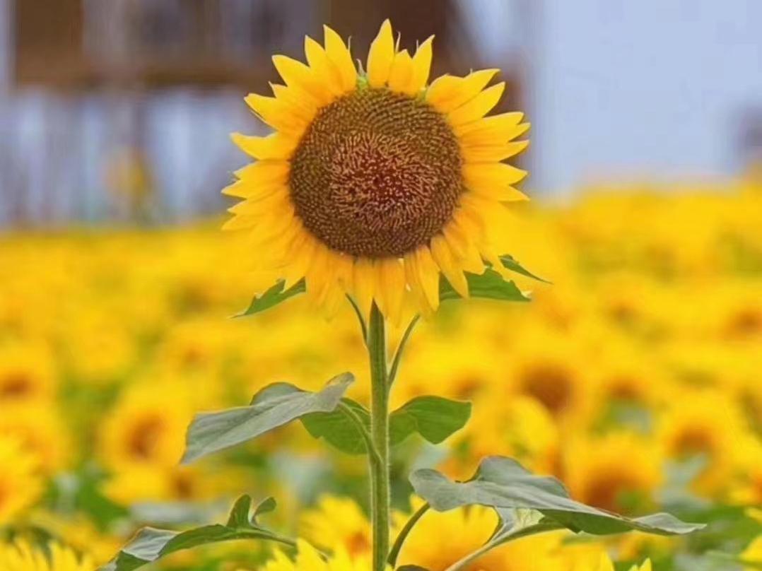 “普通人一生的10个目标”，你达到了几个？
看到这种清单，第一反应不是对照，是反