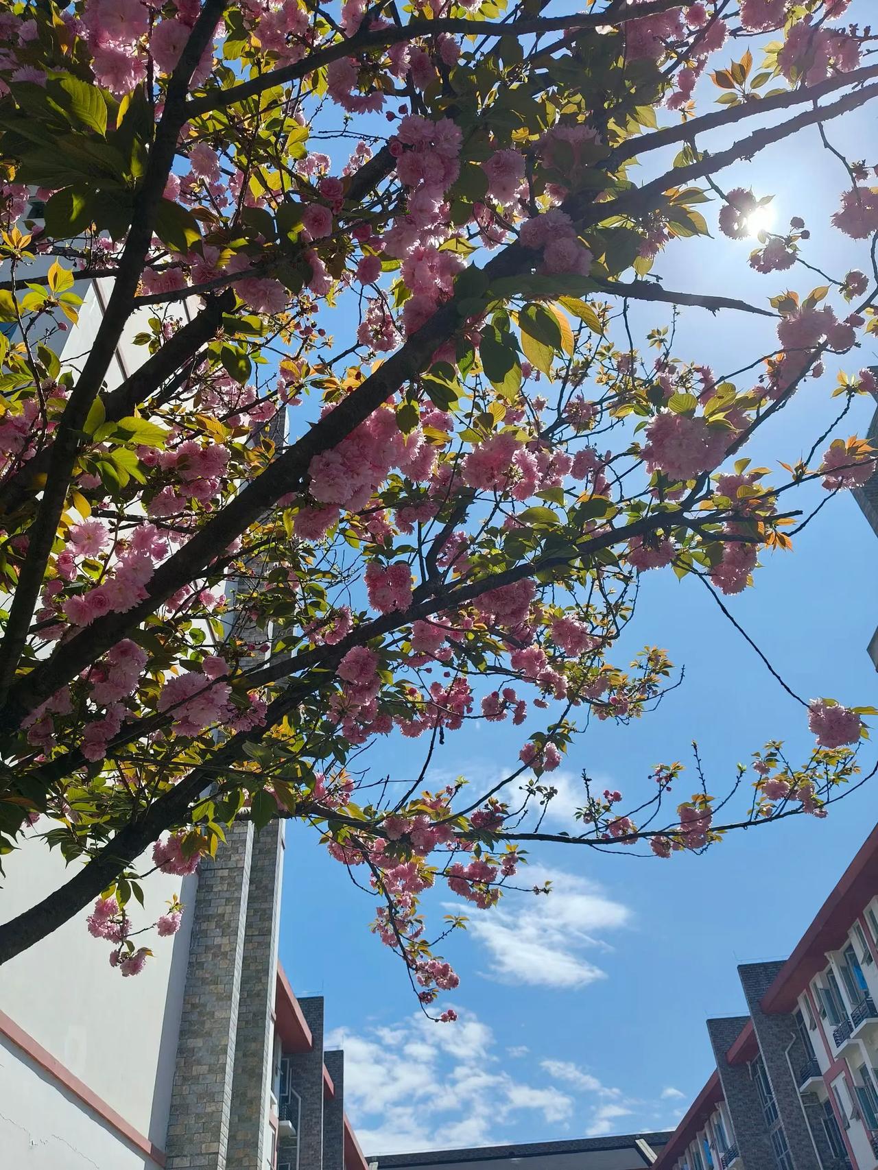 没有预告
没有理由
只是某一个寻常问候
匆匆一瞥
心跳突然
就乱了节奏

像被什