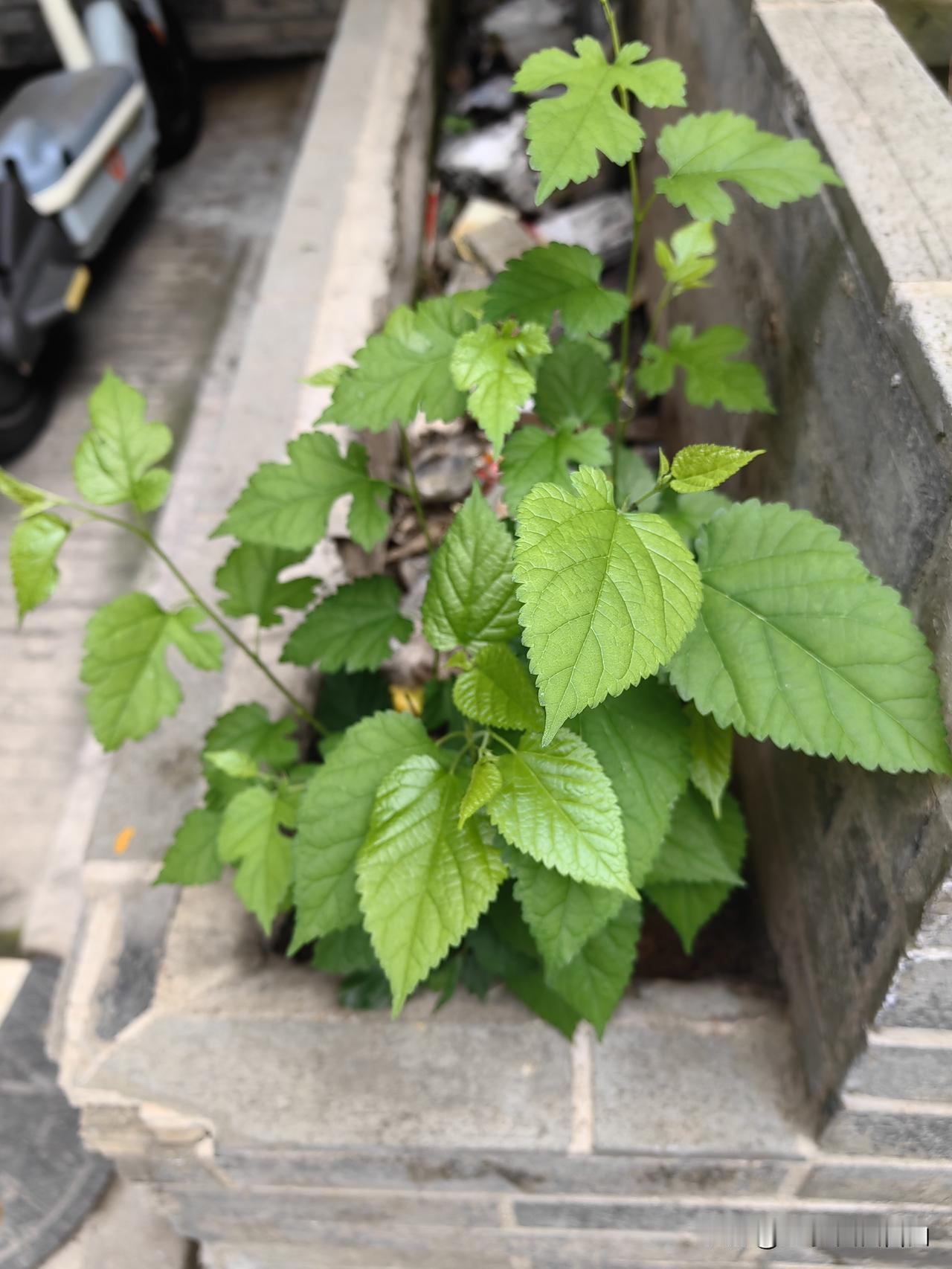 大家帮忙看看：这是不是桑叶？宝宝要养蚕宝宝，我踩的桑叶，蚕宝宝怎么就不肯吃啊？