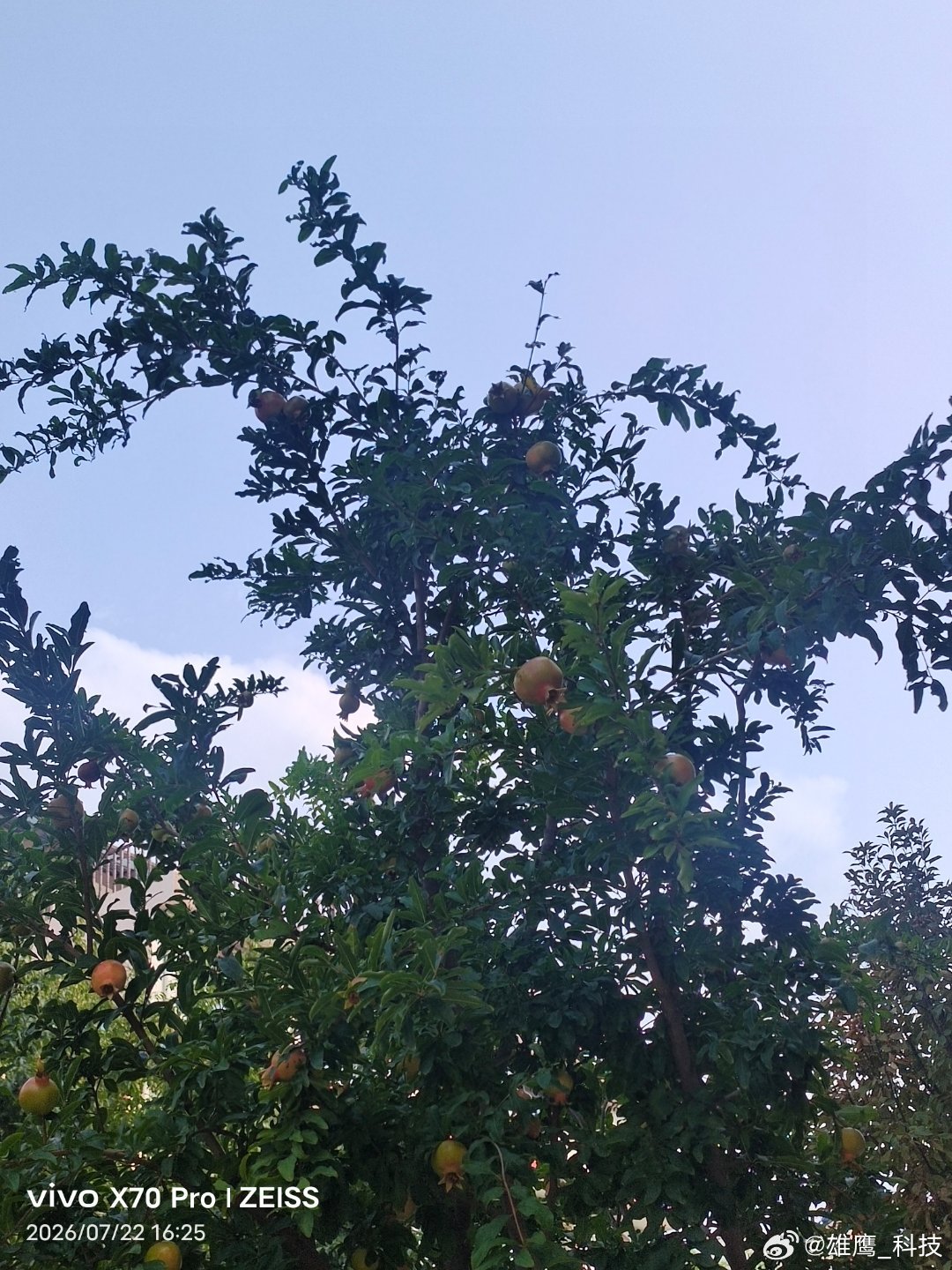 vivo路过一家门前种了一棵石榴树，长的石榴还挺多。大家知道石榴的寓意是什么吗？