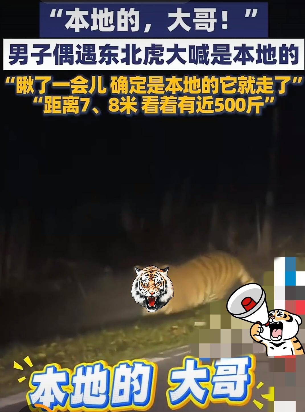 半夜路上遇到500斤的大老虎，
换了我肯定腿软！
这位大哥可机智沉着了[灵光一闪