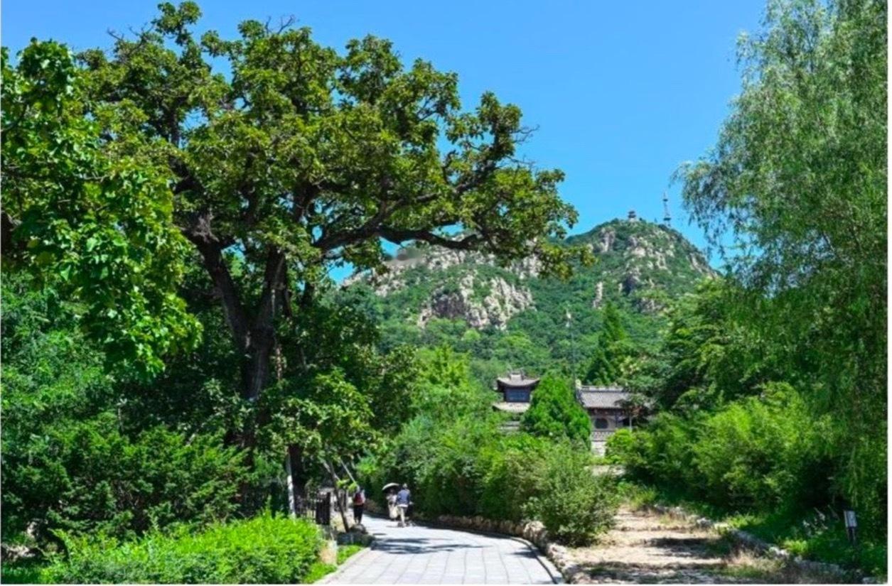 来到大孤山圣水宫，不妨认真看看这里的古槲树。植物辨认不能只靠树名，叶片形状、叶缘