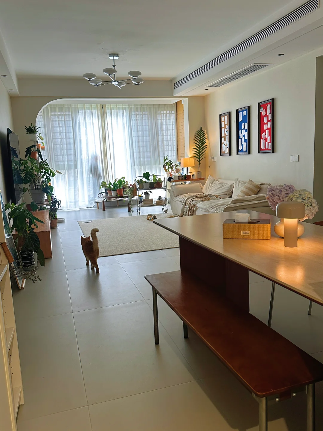 被绿植🪴和小猫填满的家🏠