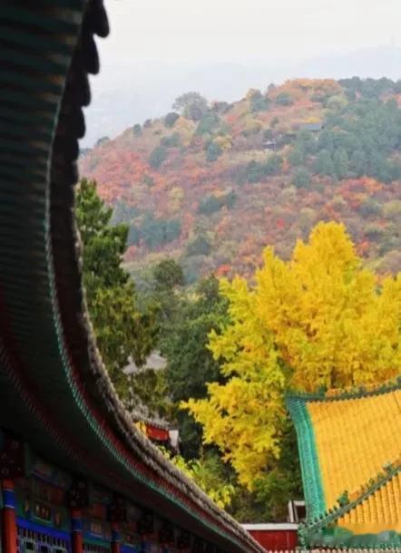 北京 | 秋天总要来一次香山吧。
十月至，秋意浓，正是赏秋好时节，香山的枫叶红了