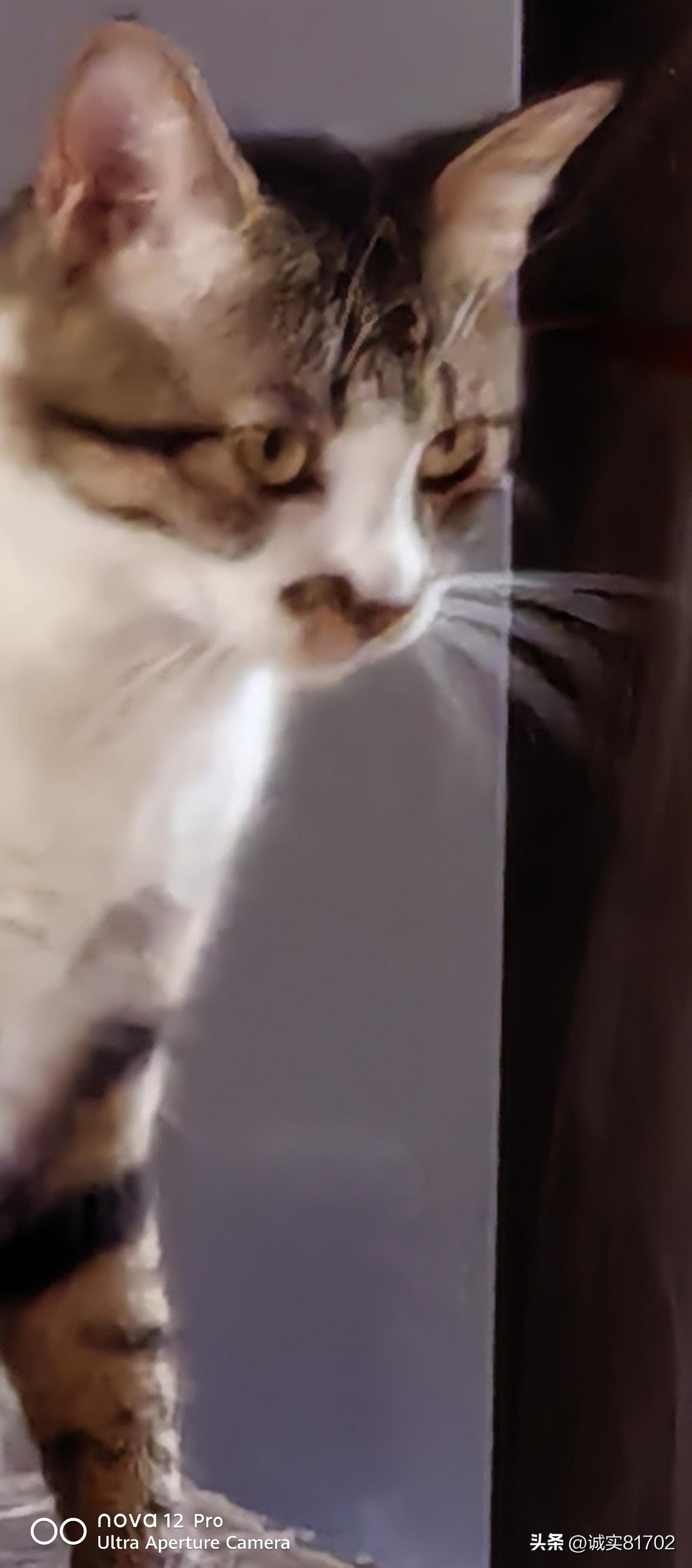 分享一下你家猫咪的日常我家小猫真的可爱，虽说淘气点，有时候真的治愈心情。