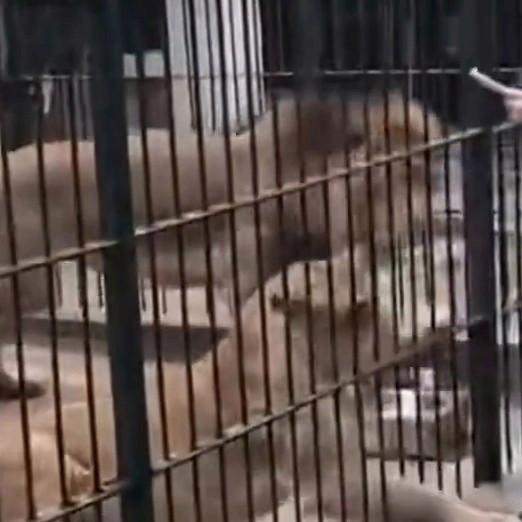 这是一起典型因违规操作与监管缺位导致的生产安全责任事故。

核心问题在于饲养员严