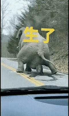 好家伙！小象刚出生就开挂——20分钟站起来，几小时跟着象群狂飙。这技能点满级啊！