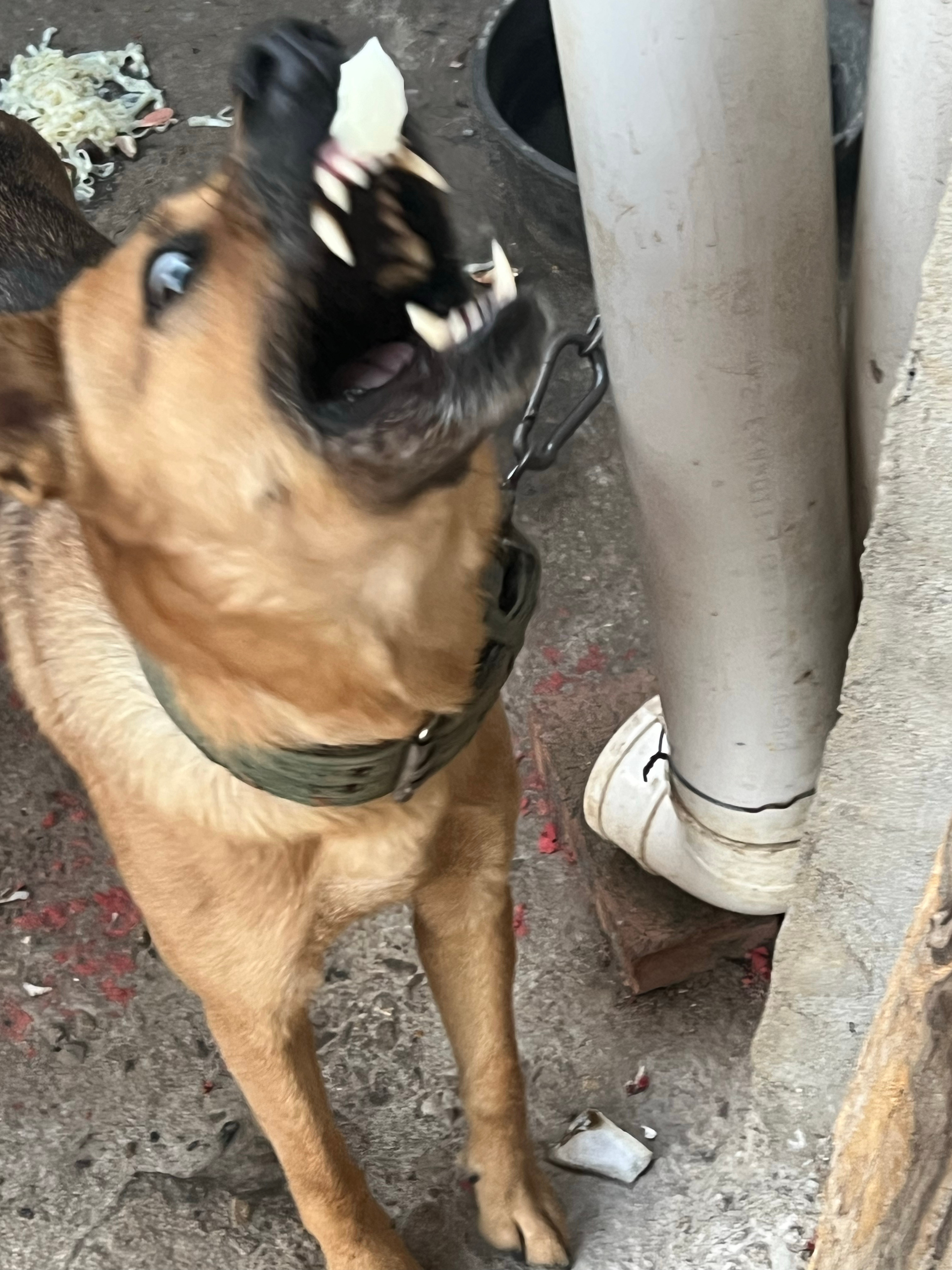 老家的小宝黑图（小狗名字） 