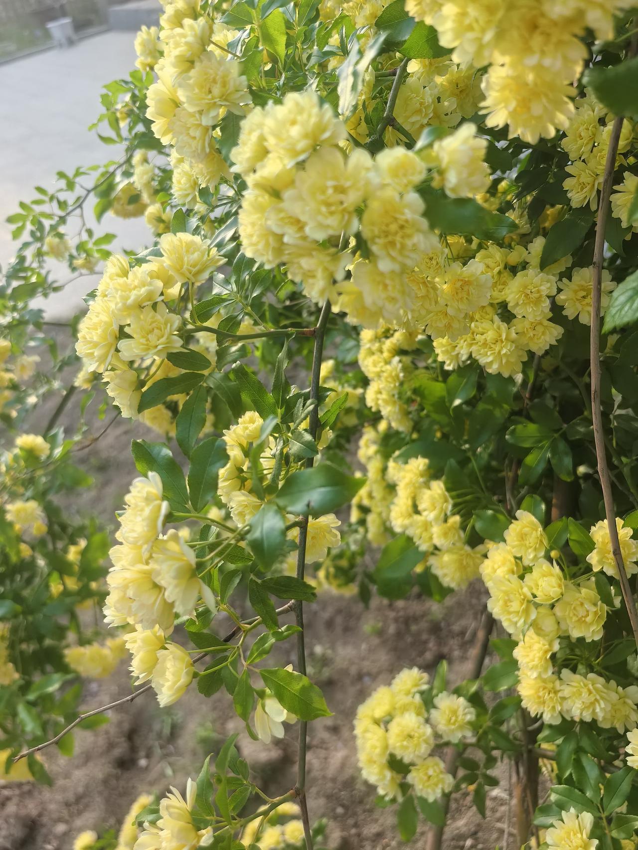 发一张你相册最近拍的花蔷薇花