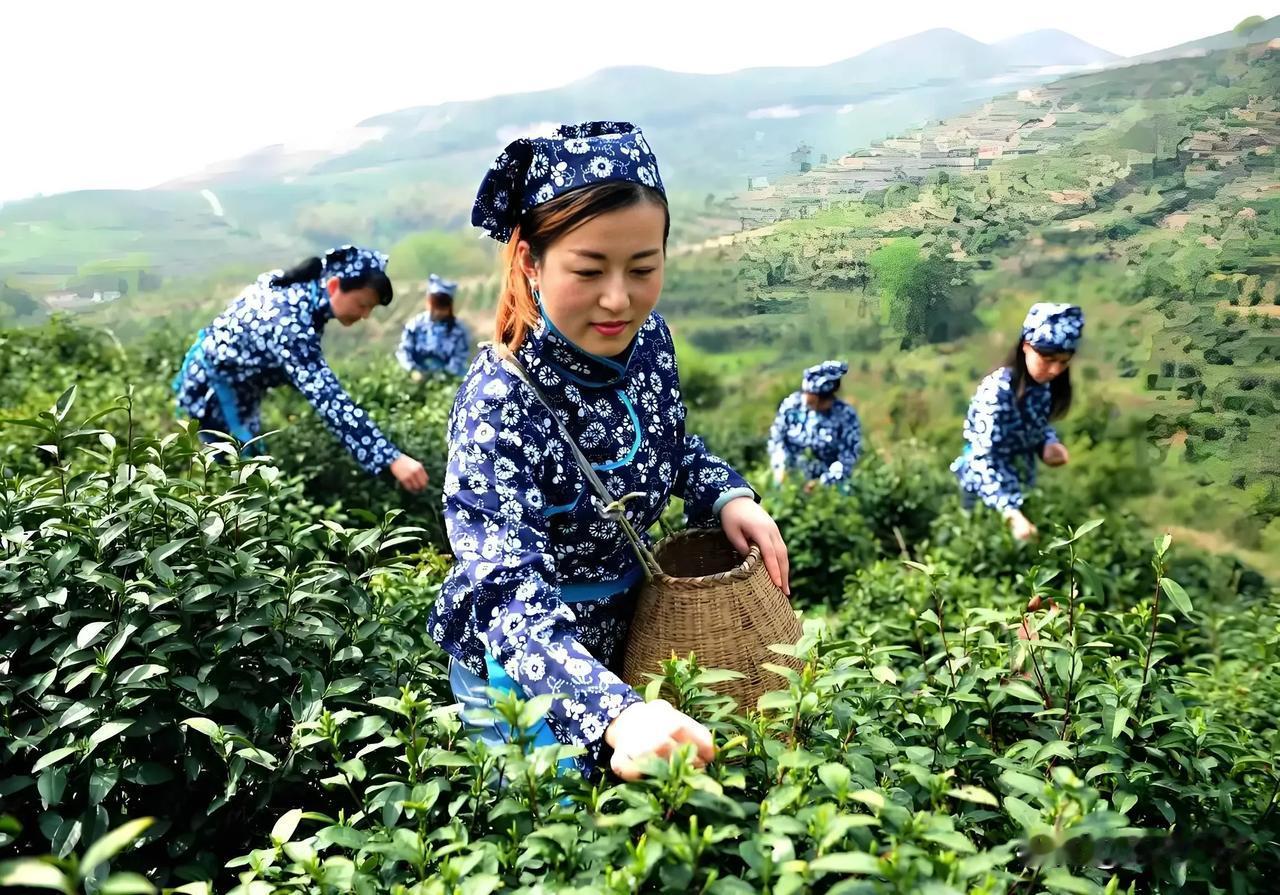 鹧鸪天：春茶时节
嫩绿鹅黄正发芽，壶瓶山下路横斜。一年一度春风急，如火如荼快采茶