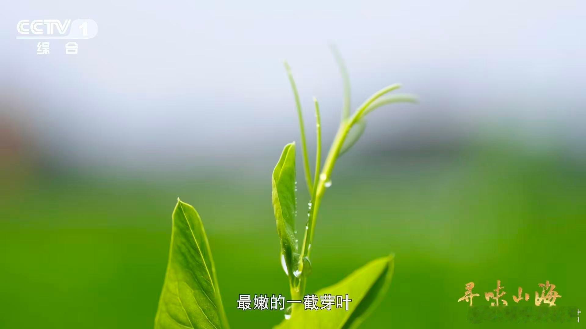 这就是四川省省菜吧陆游因为馋豌豆尖写了首诗 蜀人一声“豌豆颠儿”，喊出对鲜嫩的极