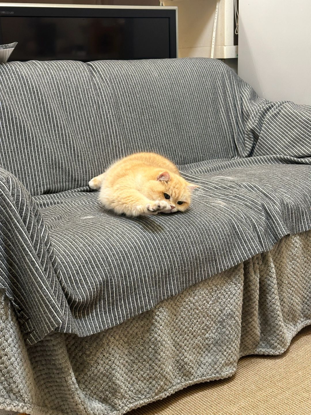 铲屎的捕猎回来辣