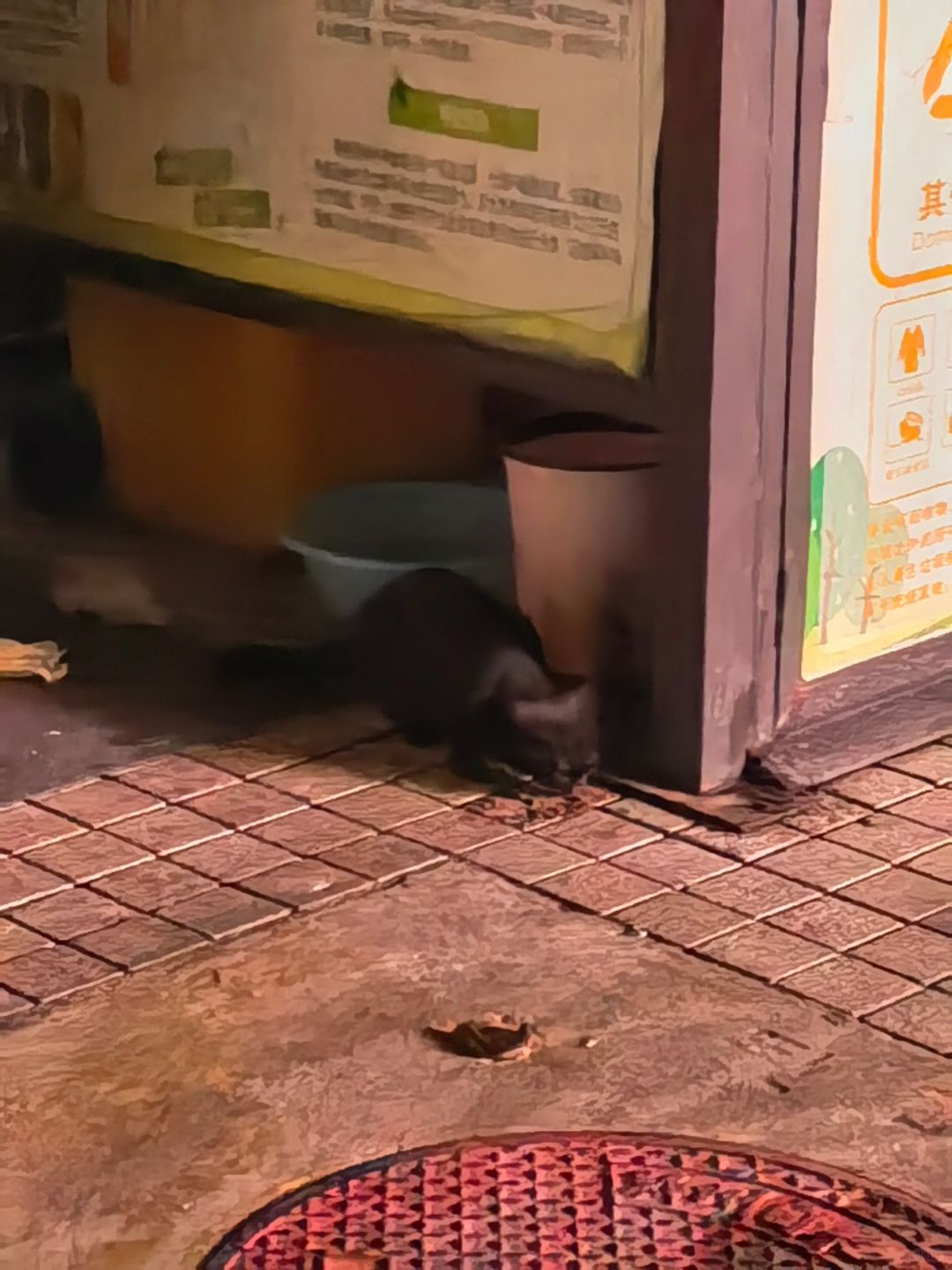 小区的黑猫是真好看