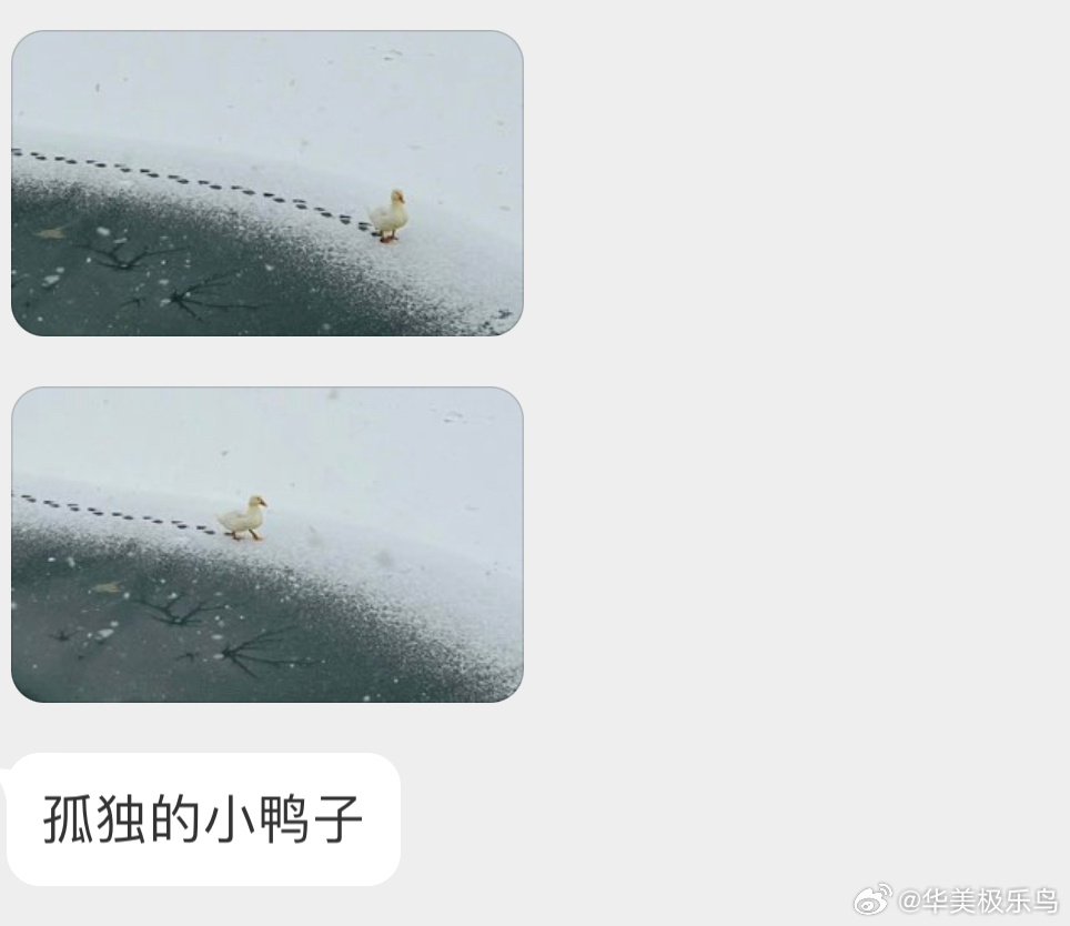 在冰面溜达的小鸭子！ ​​​