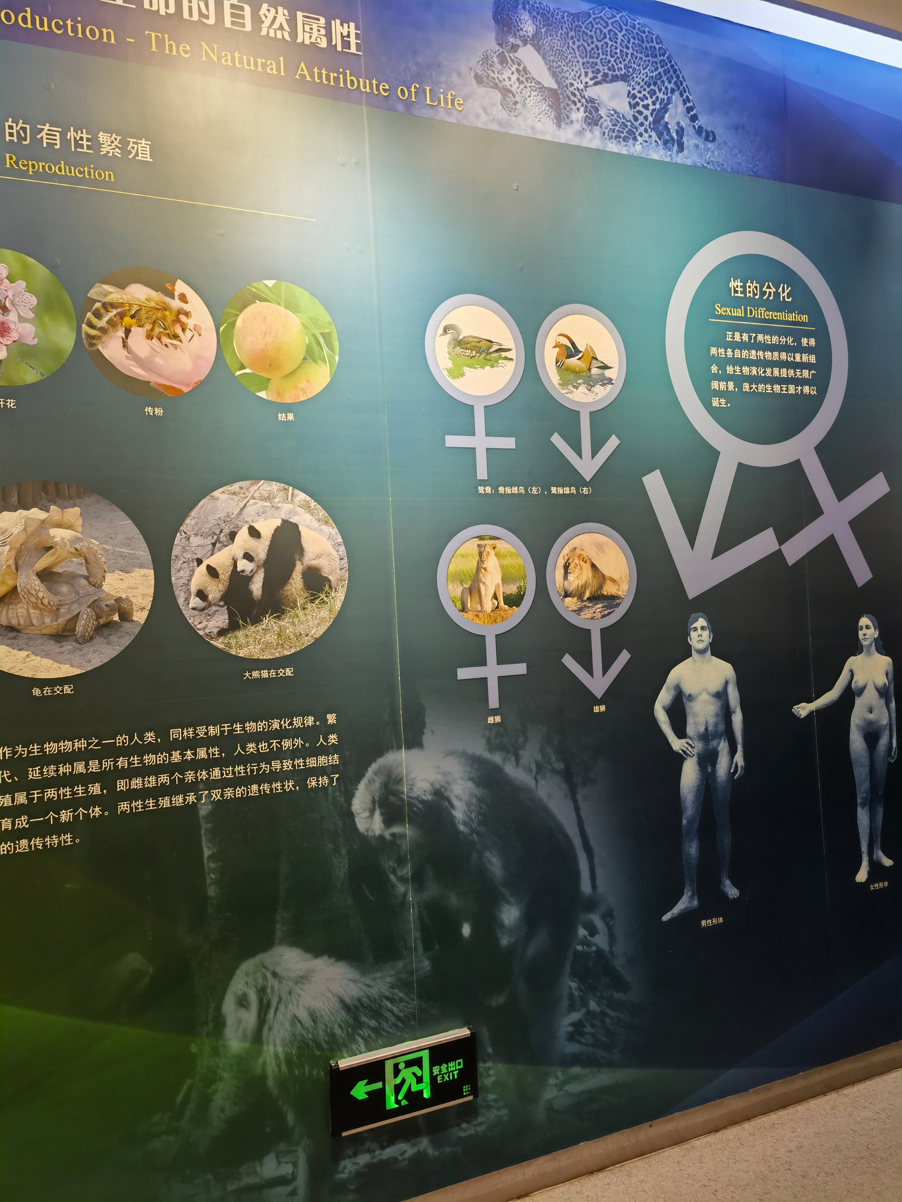 广州地铁广告牌猩猩胸部特征引争议有些媒体有些人是不是没新闻可报了？人家游乐园做的