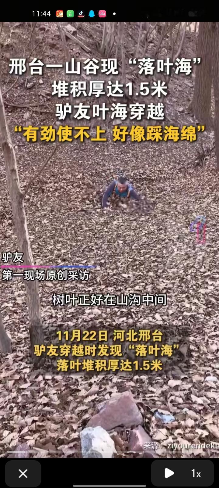 11月22日，邢台市内丘县。驴友穿越时发现“落叶海”，落叶堆积厚达1.5米，应该