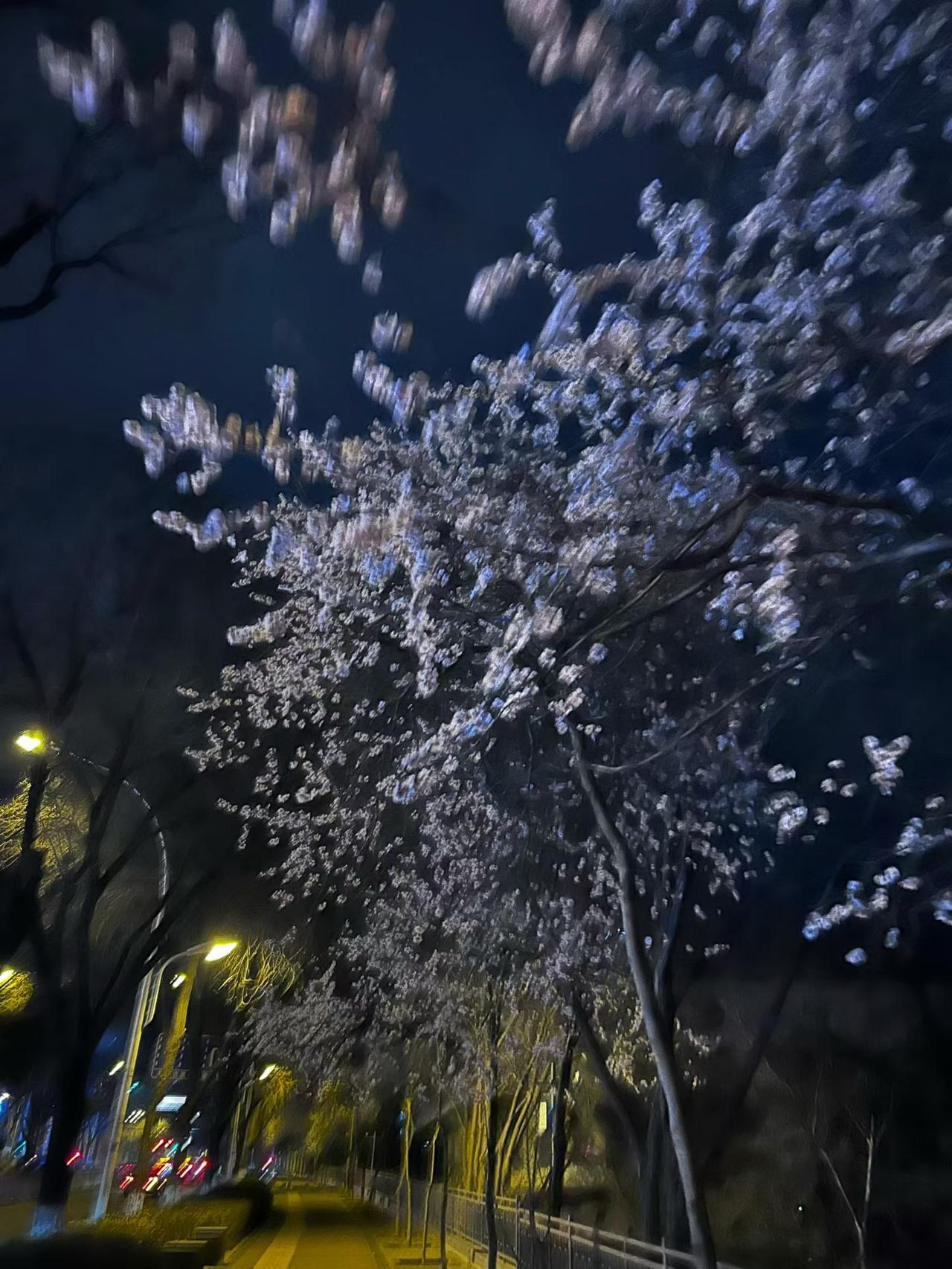 枯木逢春，绿意微醺，花开几许。不喧哗，自有声。