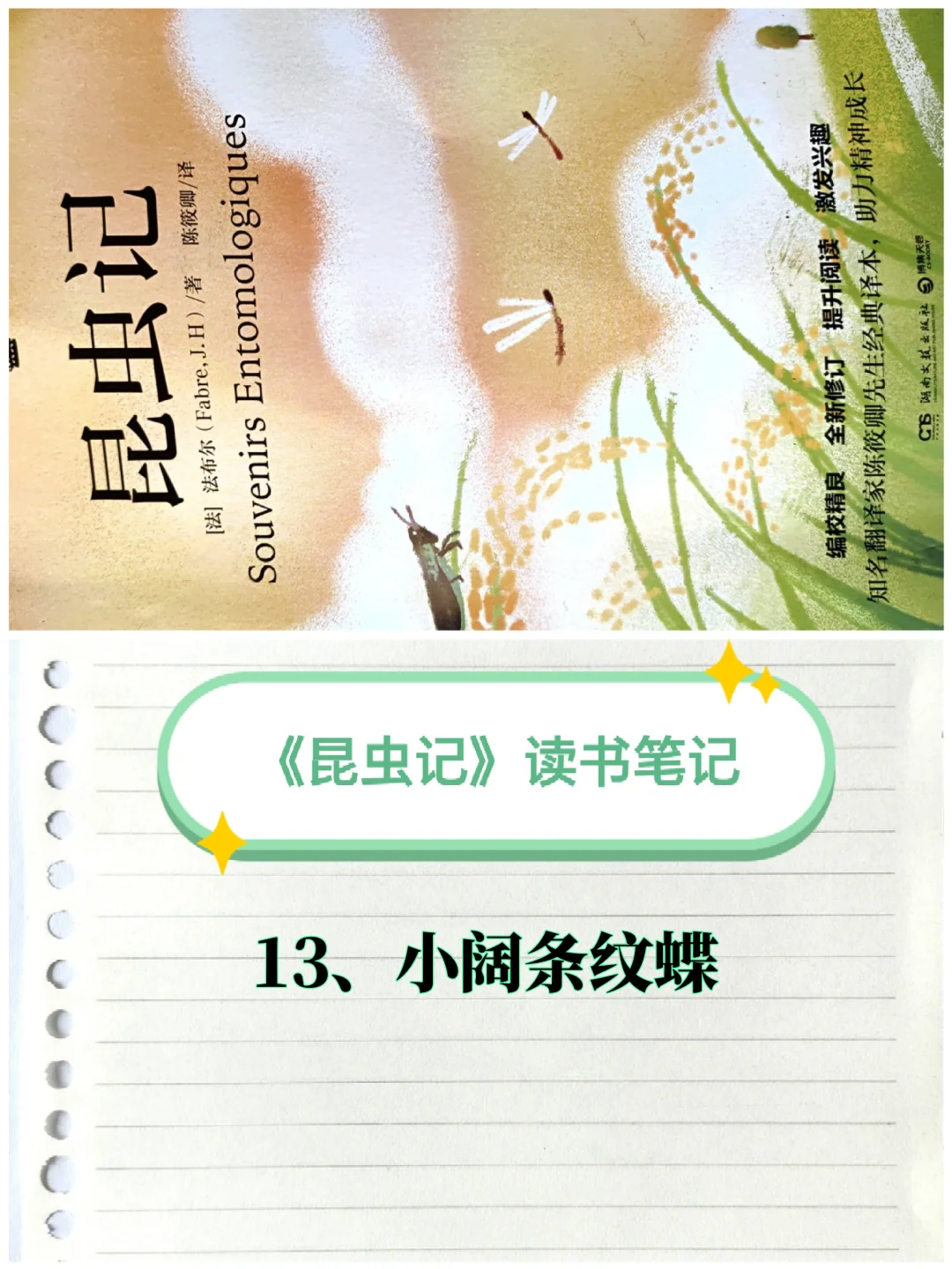 《昆虫记》笔记（13）：小阔条纹蝶