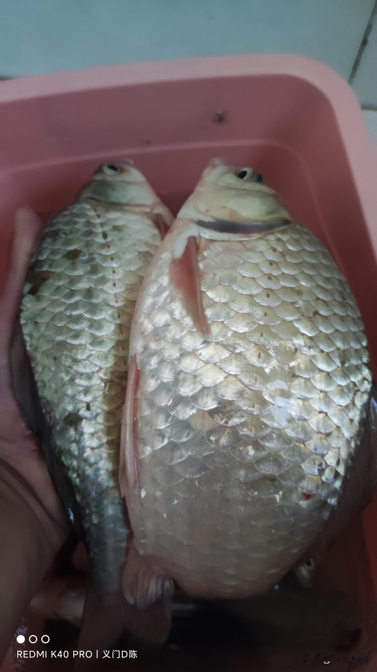 野钓你钓不到鲫鱼，可能是饵料不对！

以前钓鱼觉得能不能上鱼跟饵料并没有太大的关