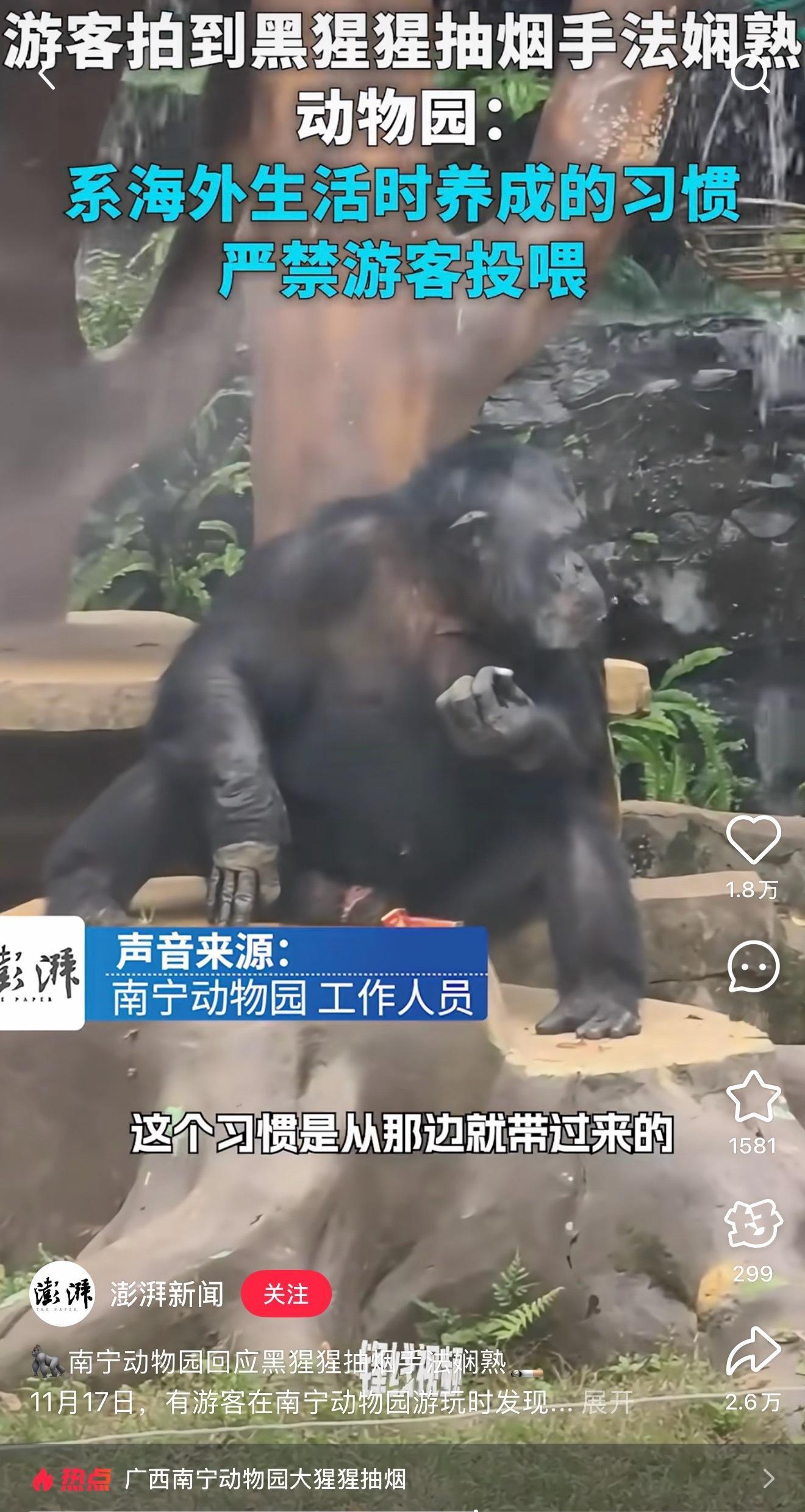 在隔壁看到了黑猩猩抽烟的热搜，工作人员说黑猩猩是德国夫妇捐赠的，在那边和人一起生
