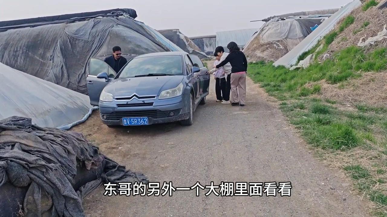 1️⃣种植基础：去年4月栽种的春红葡萄，不到一年就挂果，今年是第一年春茬。枝条木