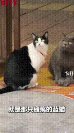 “怪不得黑猫警长的原型是奶牛猫！”广东惠州，网友家的奶牛猫和路过的小狗起了冲突，