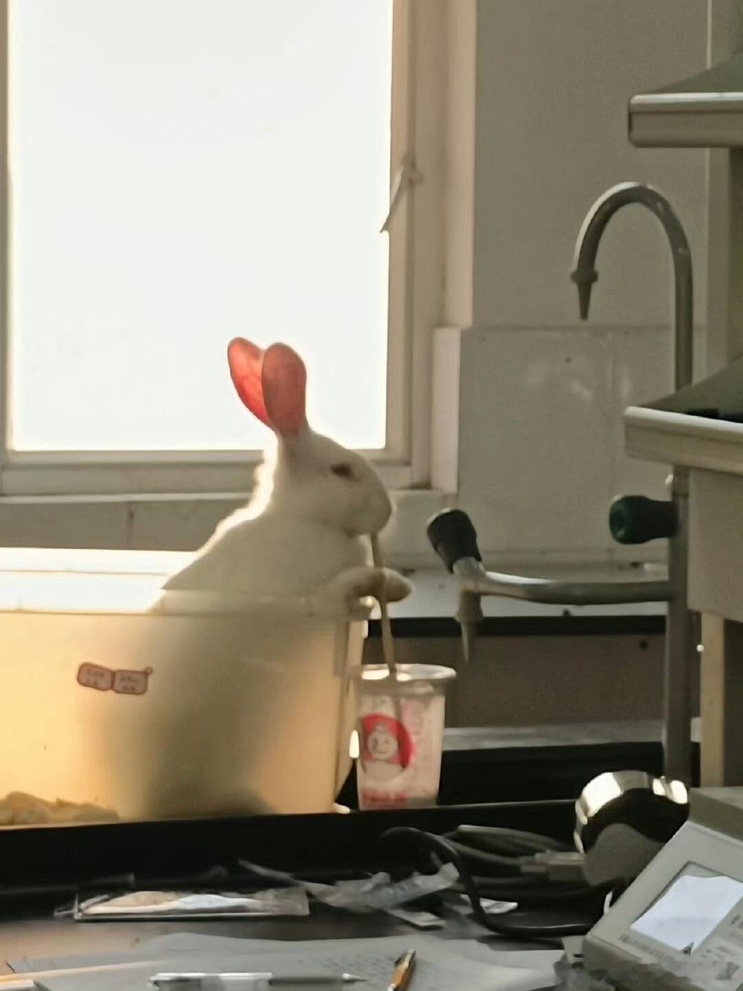 实验室偷喝奶茶的兔子🐰老师，我可以把这只兔子带回家吗🥺🥺🥺真的很可爱😭