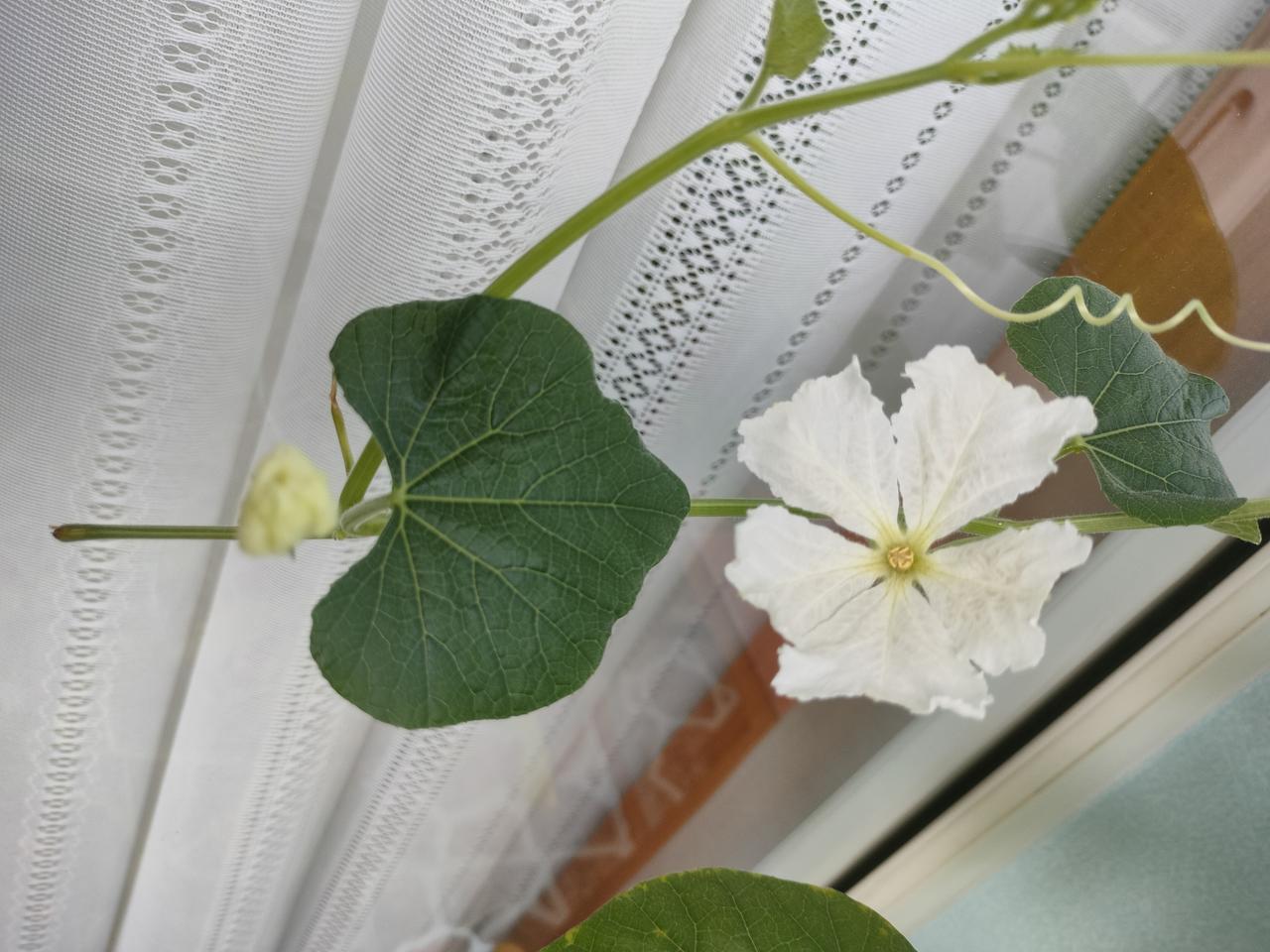 从老家回来，突然发现阳台上的葫芦开花了。
葫芦不但开花了，还长了一个花骨朵，非常