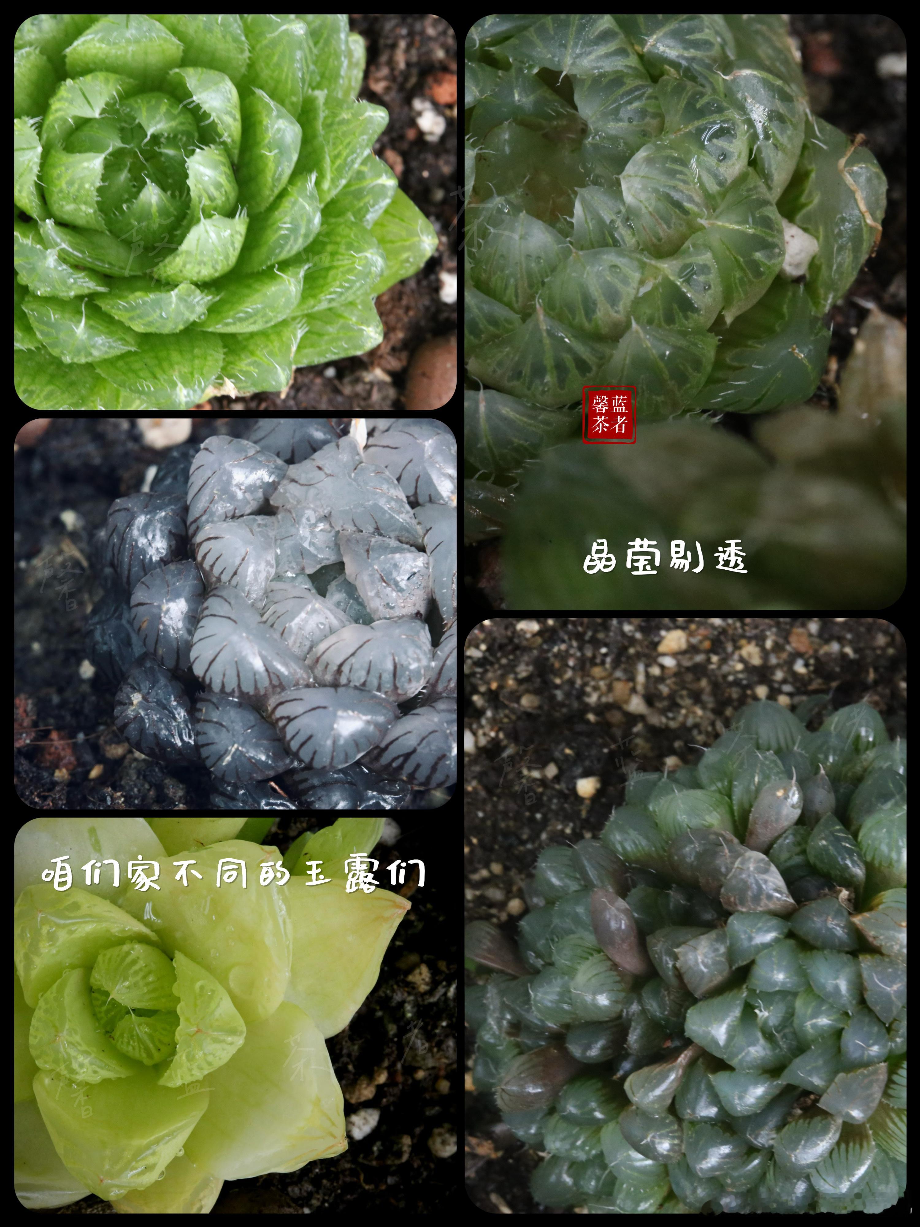 我想让你感受到，我感受到的夏天。这样的夏天在茶里，也在抬头的天空里。盏中可见，仰