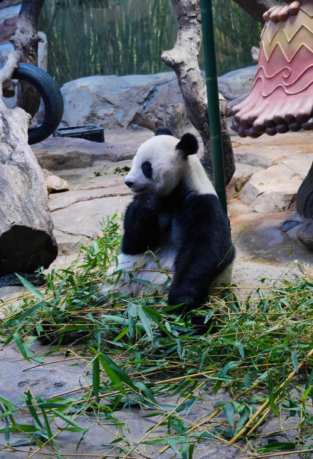 广州长隆野生动物园
[赞]终于看到大熊猫啦！长隆真好玩，还没走就想着下次什么时候