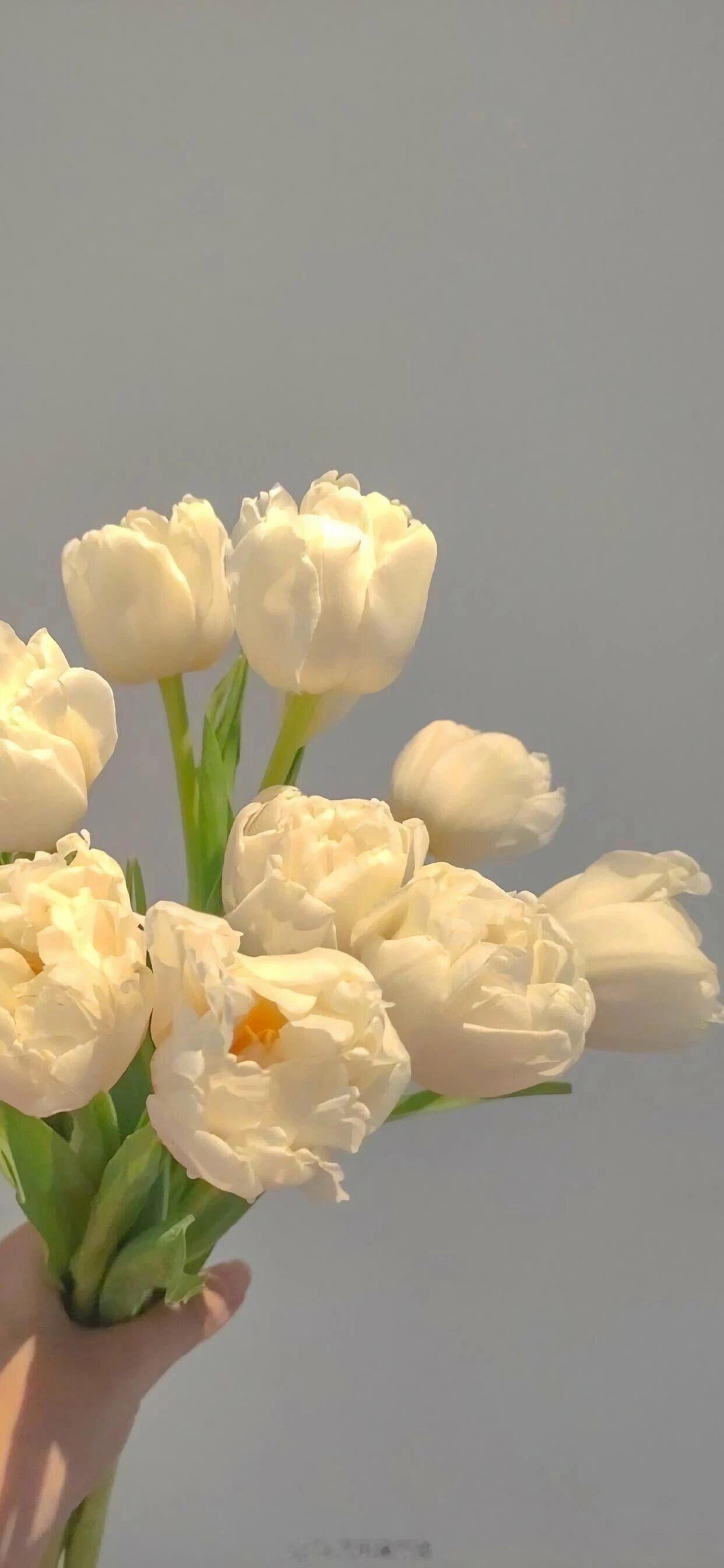 我知道你的企图、你的理想，你的势利、庸俗然而我爱你——《面纱》早安