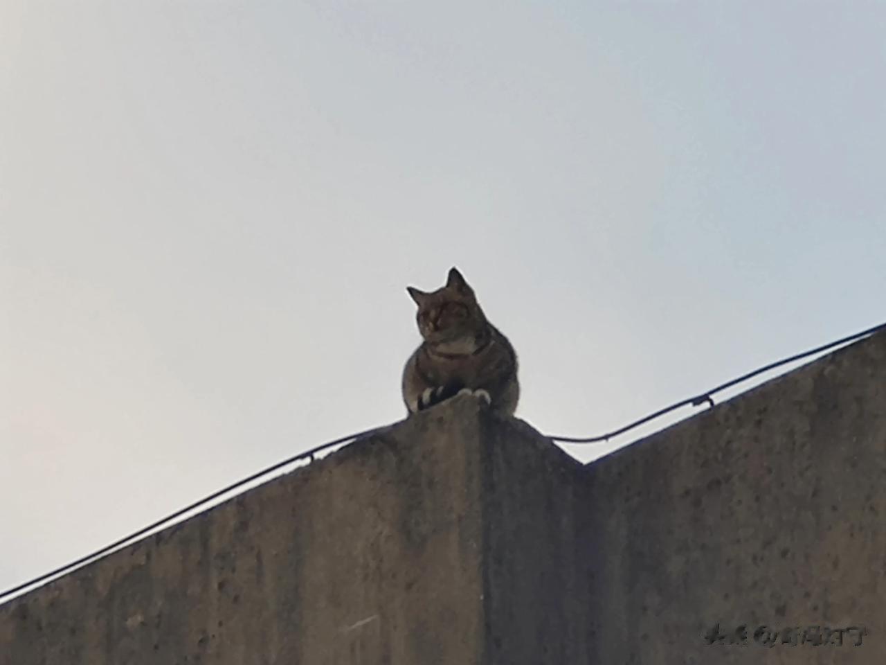 出差在外
早上起床
准备坐车
老远看着以为啥东西
凑近一看原来是只🐈
难道这只
