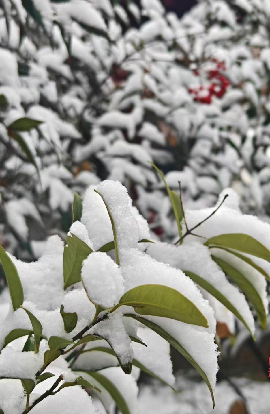 雪给绿叶裹了层糖衣，深绿与素白缠成冬的糖纸，远处红果是漏出的甜芯，在冷里藏着热烈