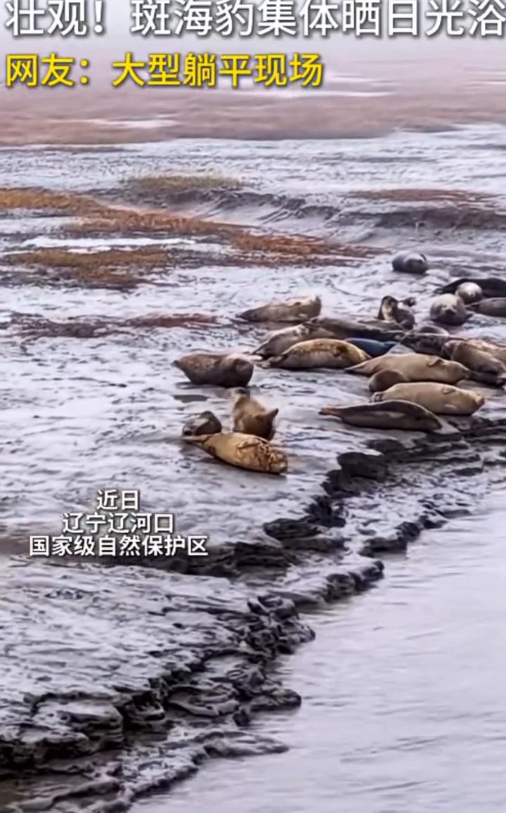 壮观！斑海豹集体晒日光浴。网友：大型躺平现场。
近日，辽宁辽河口国家级自然保护区