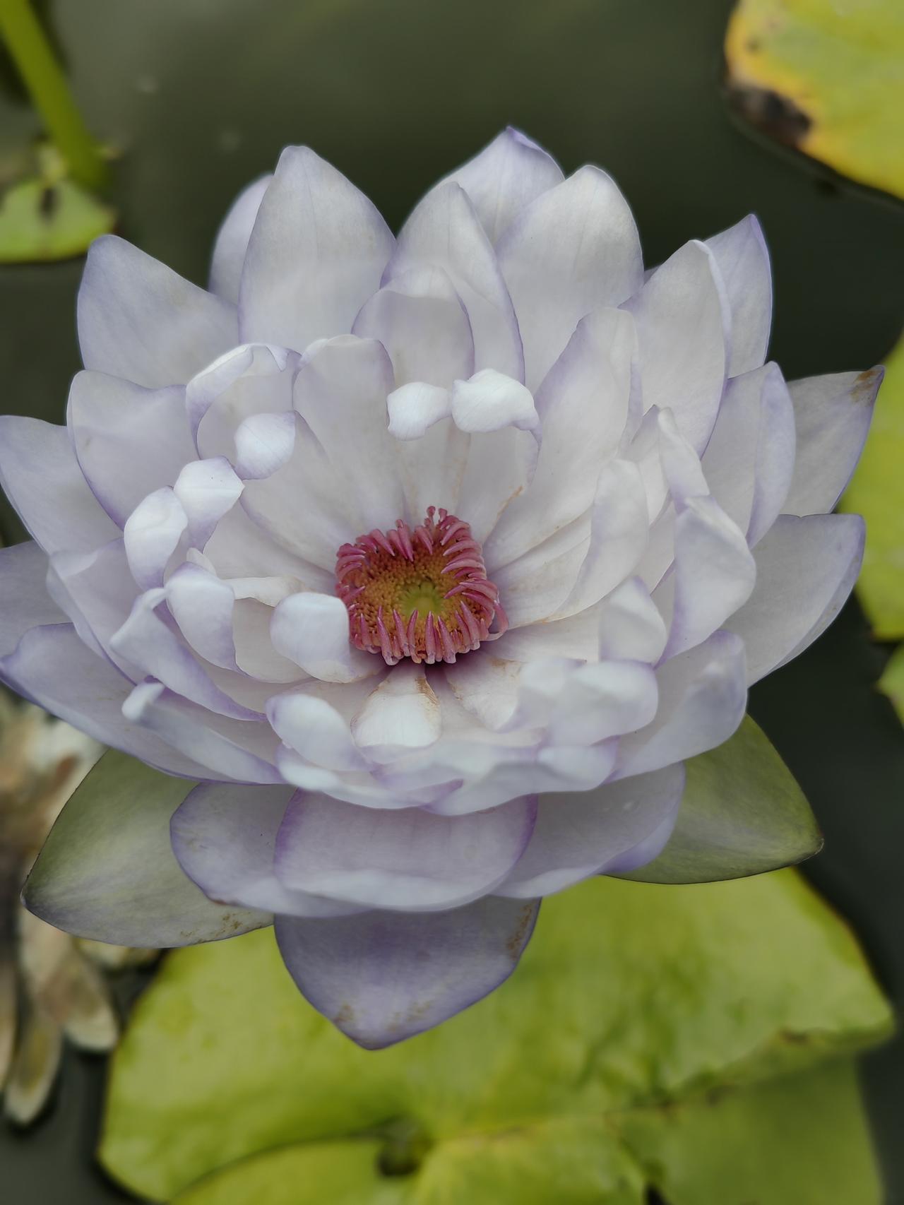 晒图笔记大赛华南植物园的莲花美么