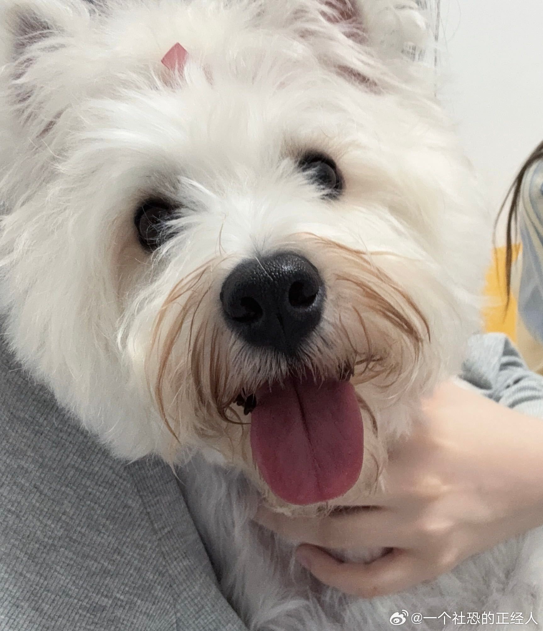 不呆开朗的呆🐶 