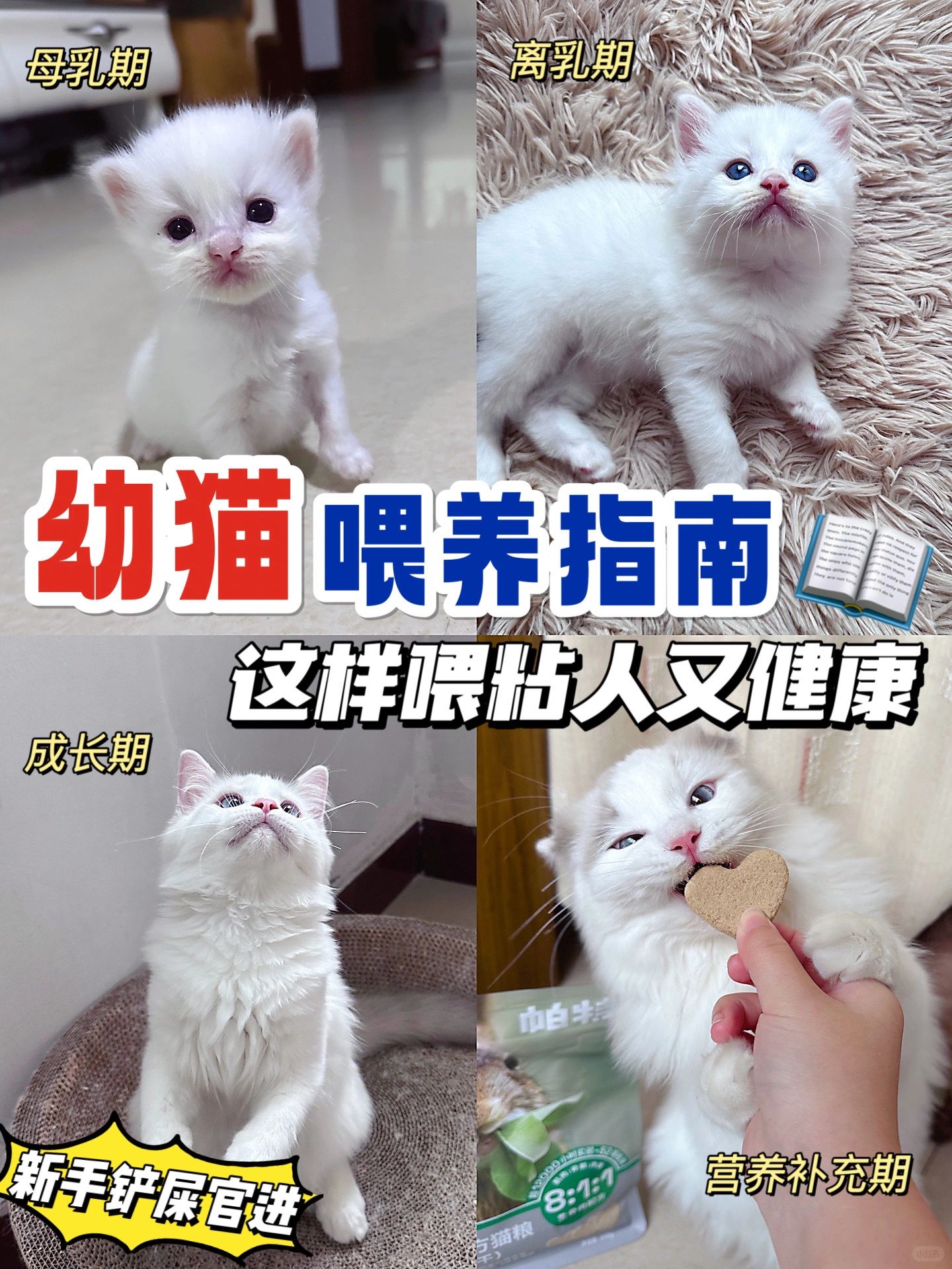 新手养幼猫进！这样喂健康又粘人～